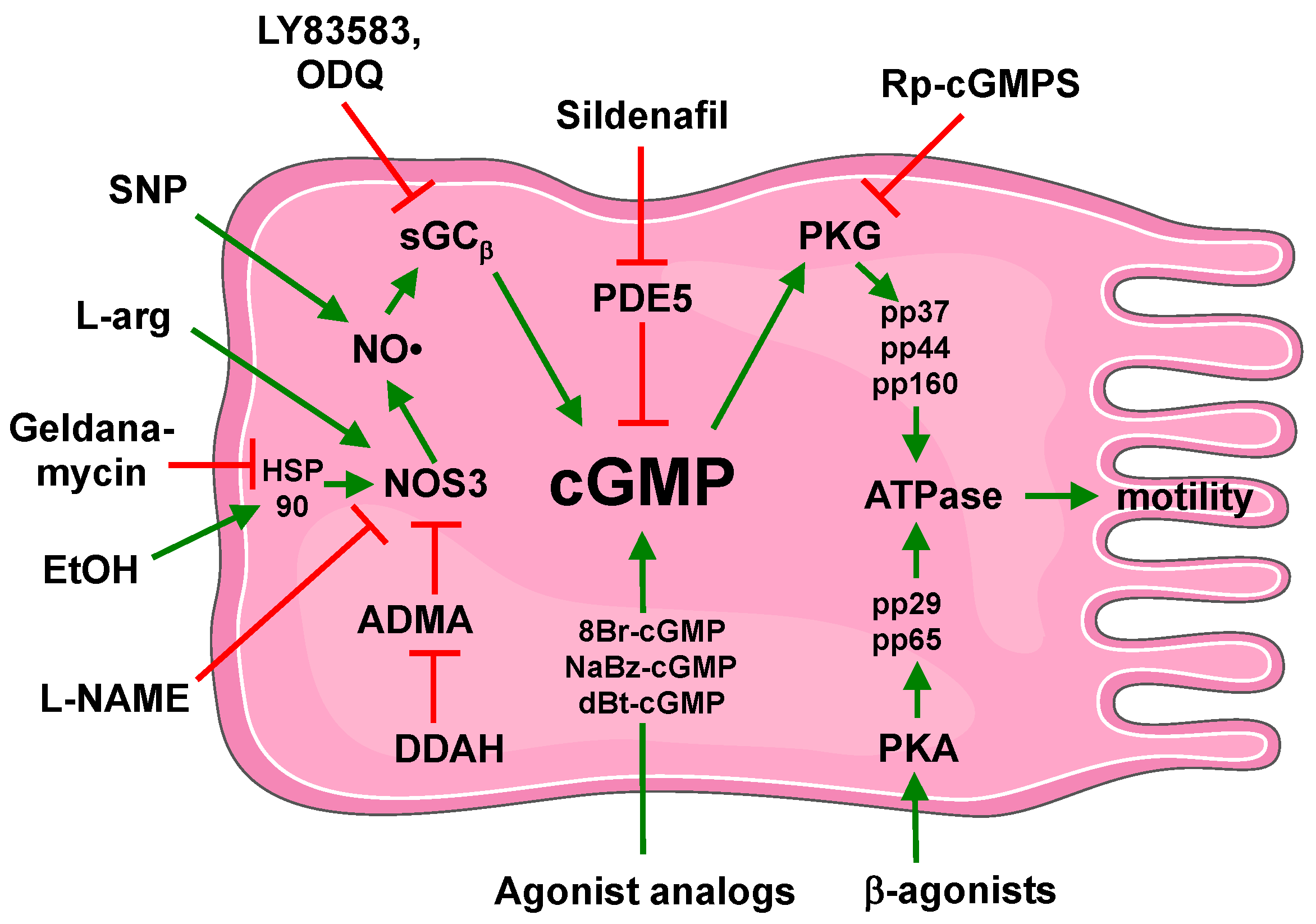 Cells 04 00315 g002