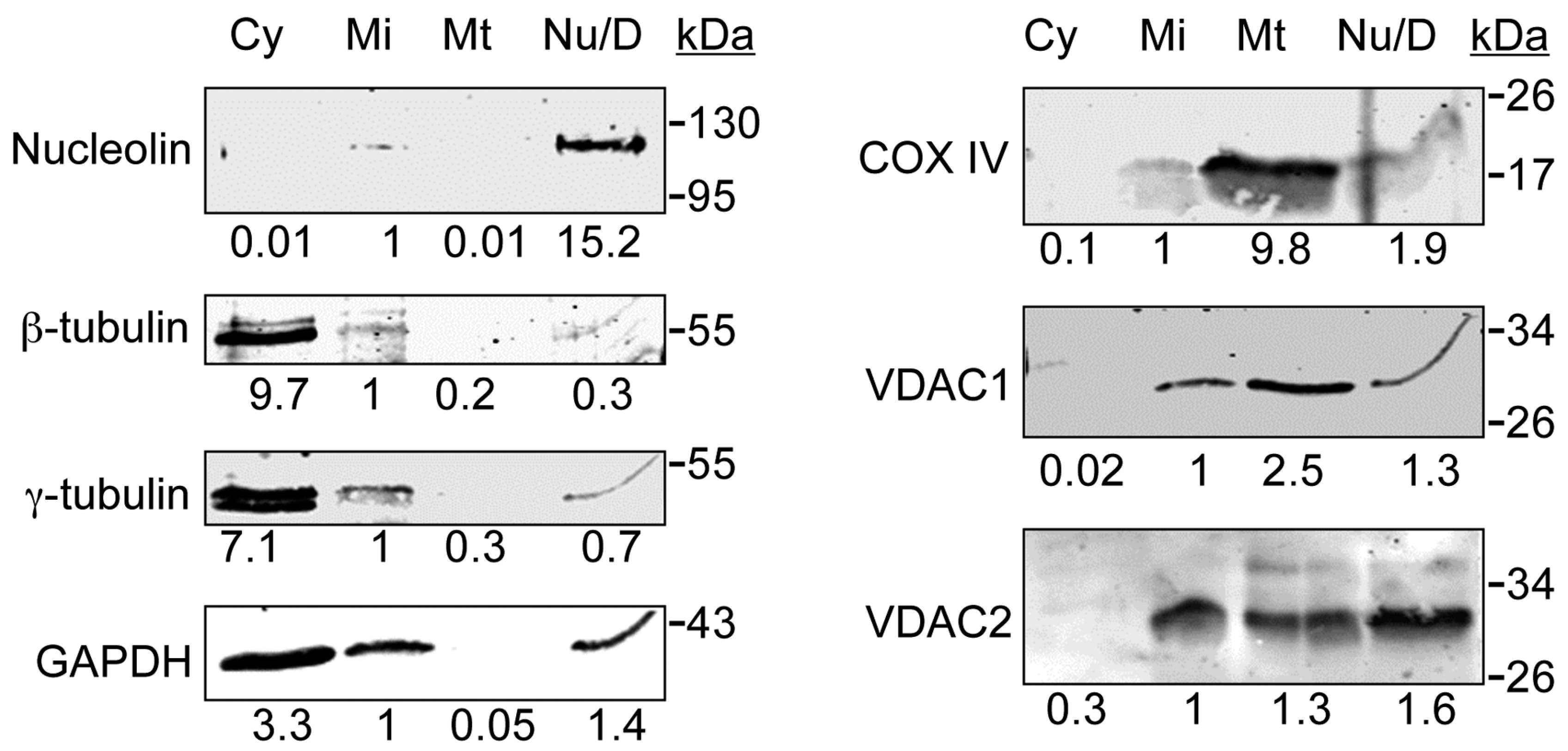Cells 04 00331 g001