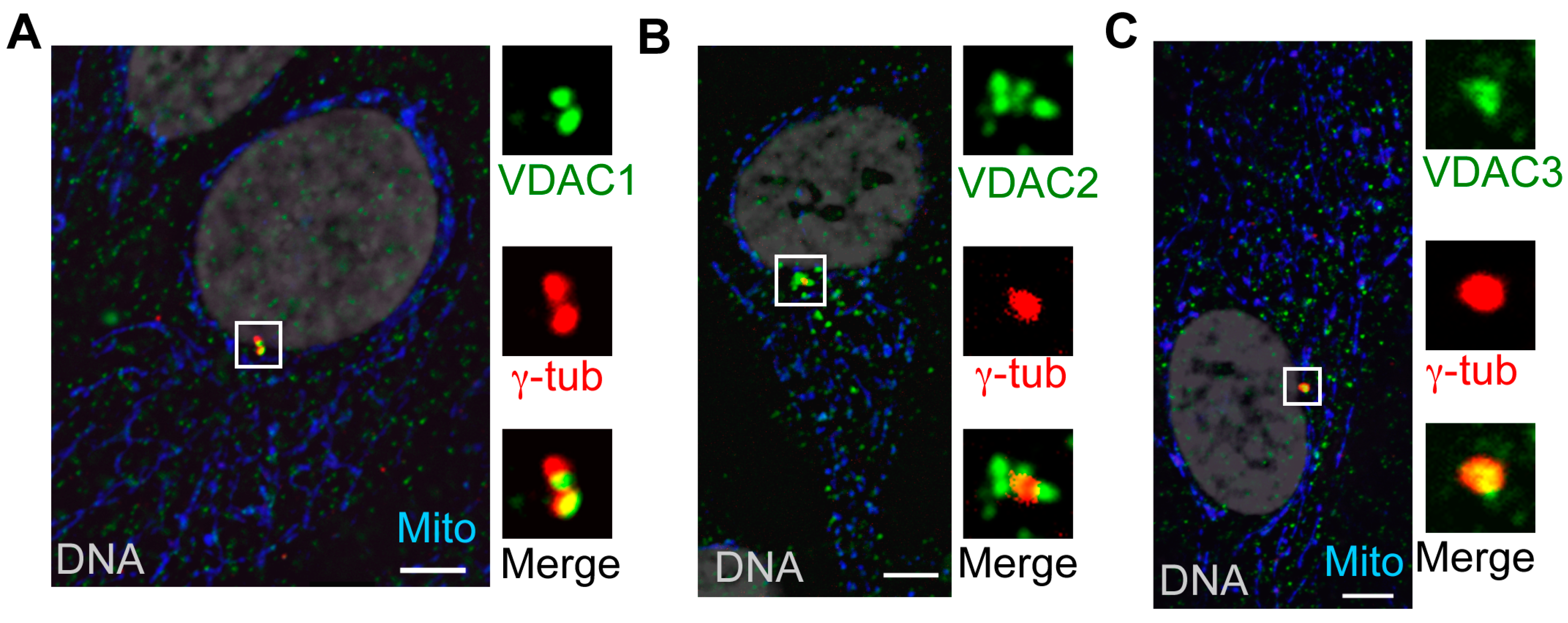 Cells 04 00331 g002