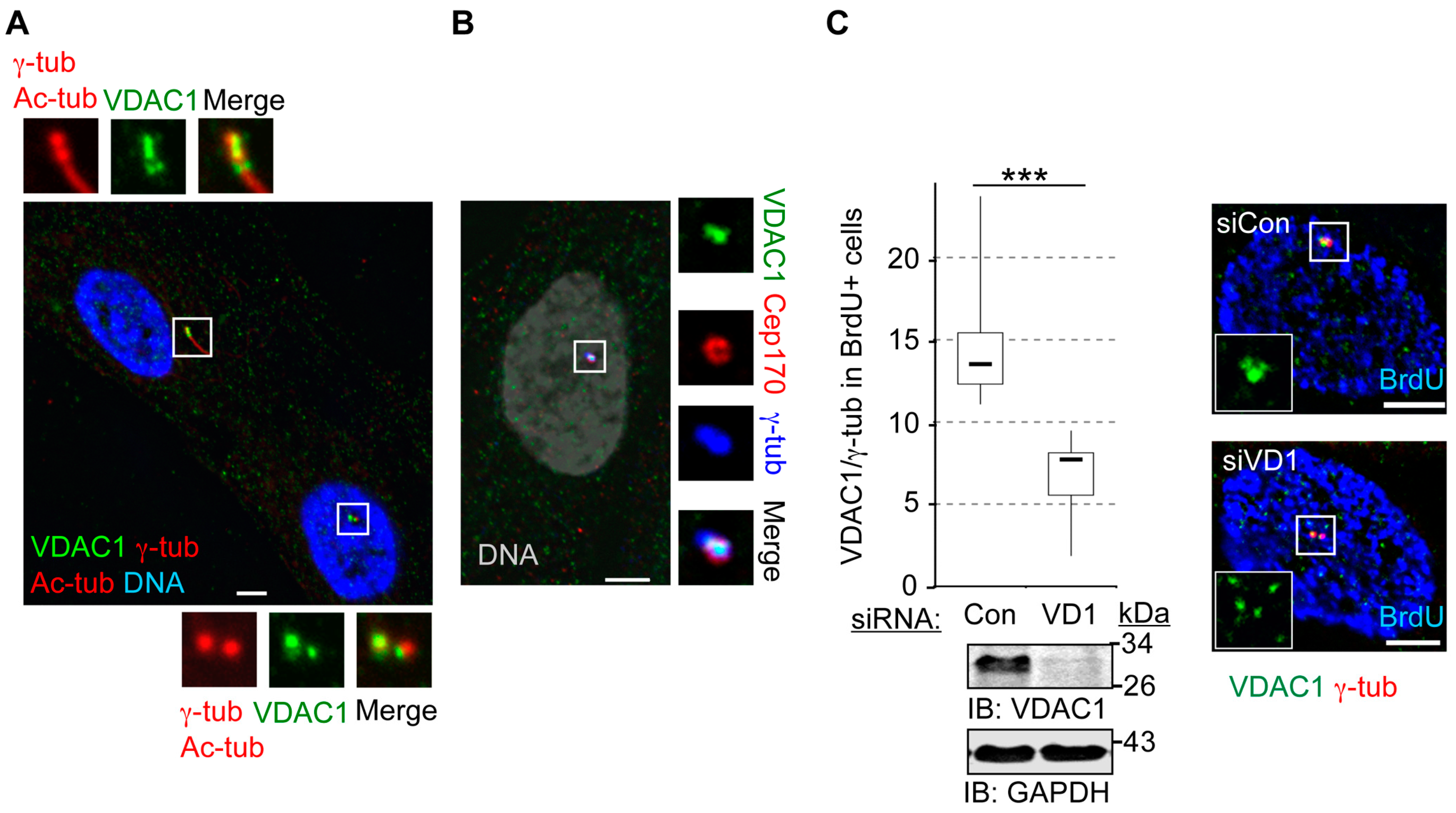 Cells 04 00331 g003
