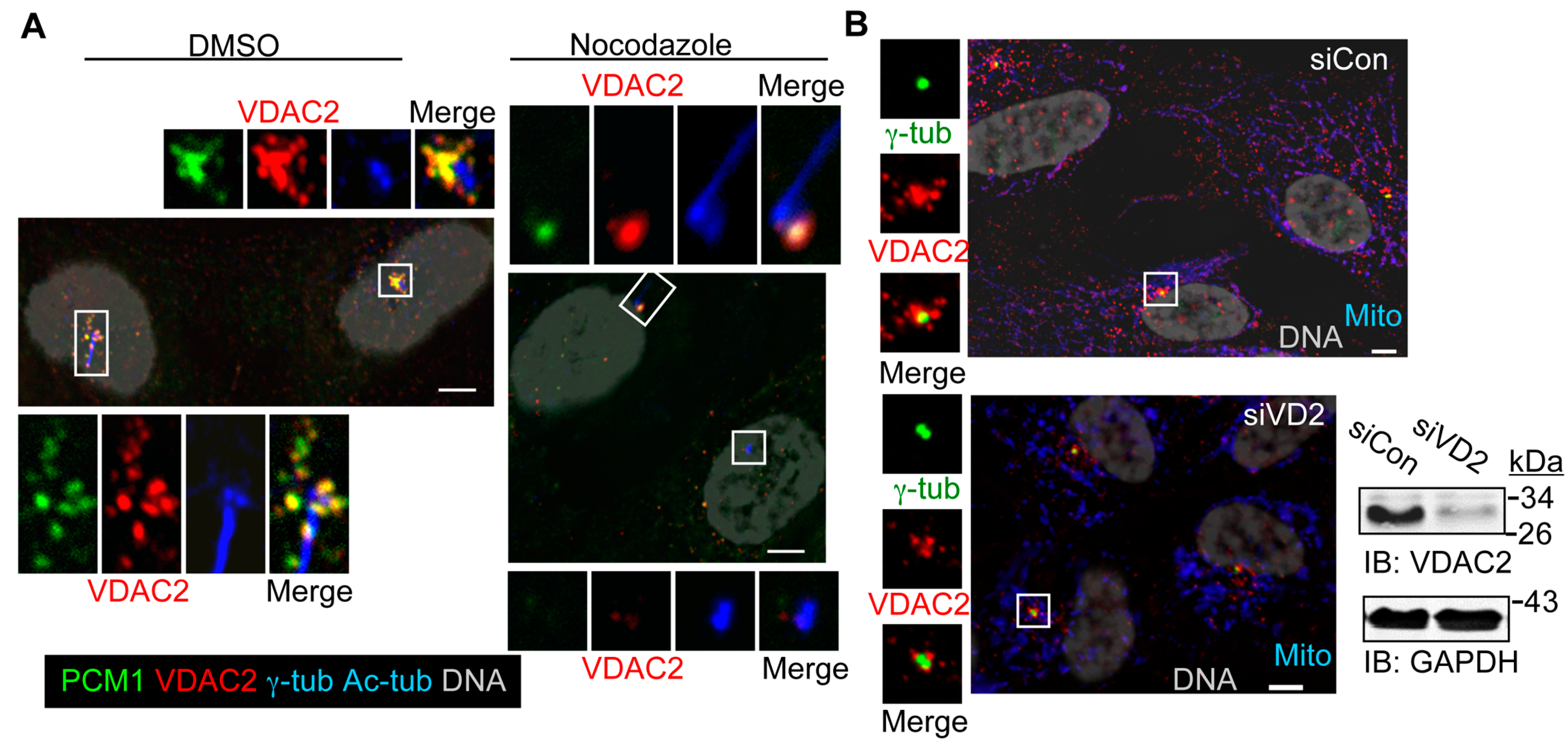 Cells 04 00331 g004