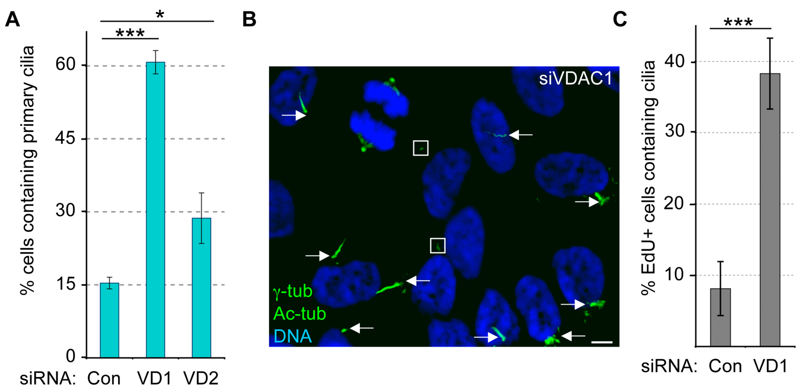 Cells 04 00331 g005