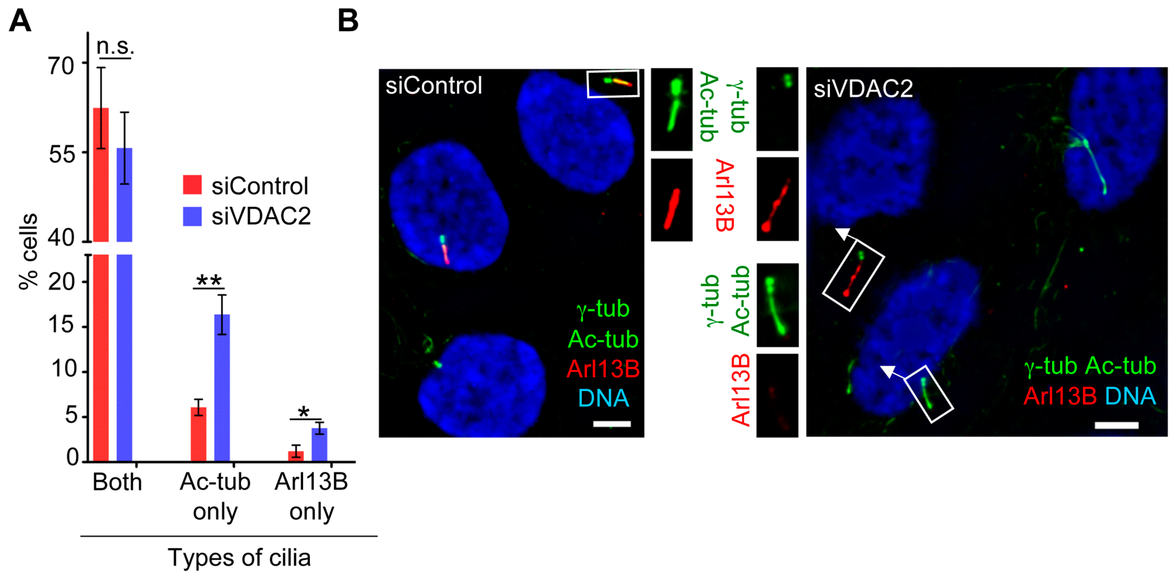 Cells 04 00331 g006