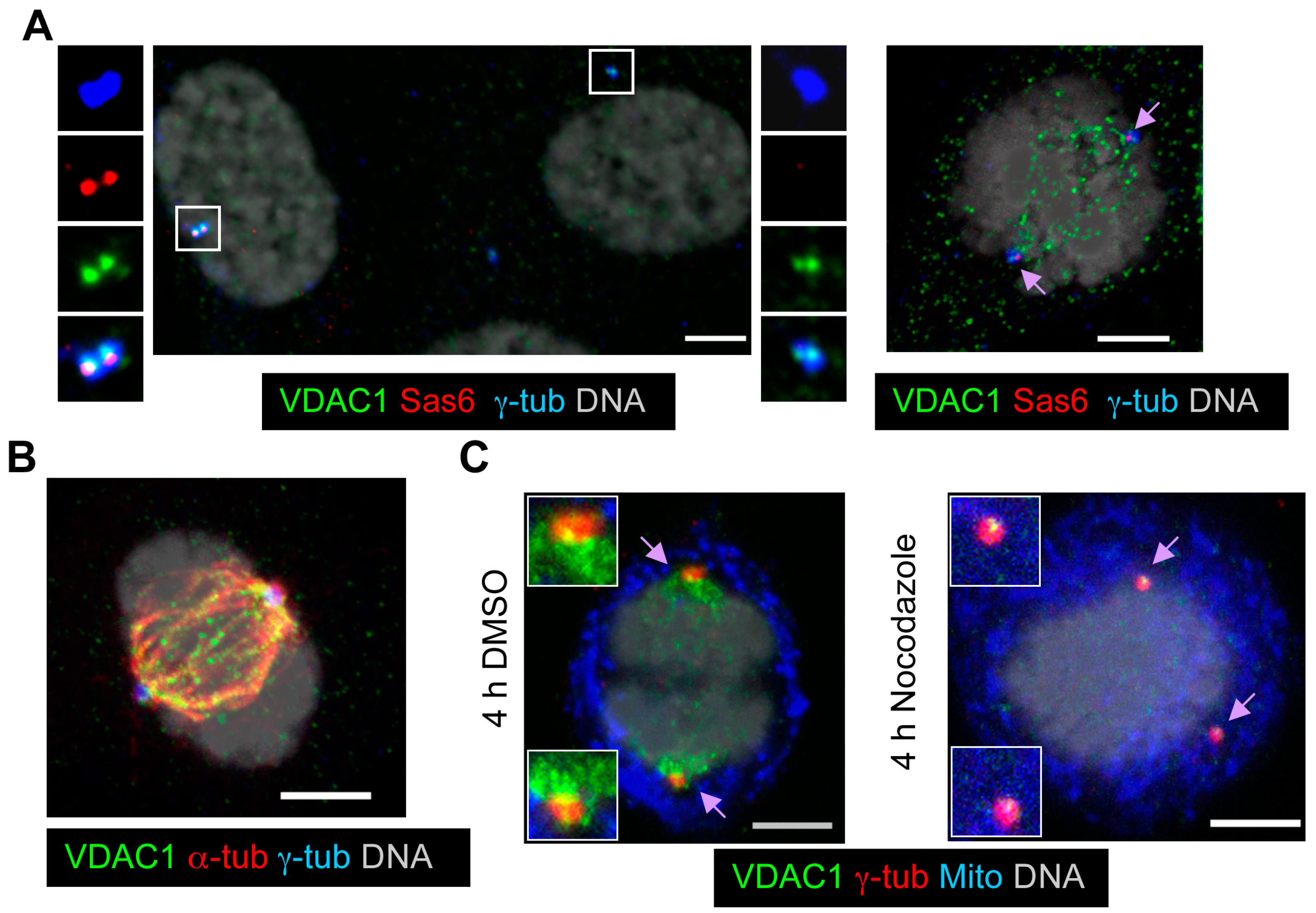 Cells 04 00331 g009