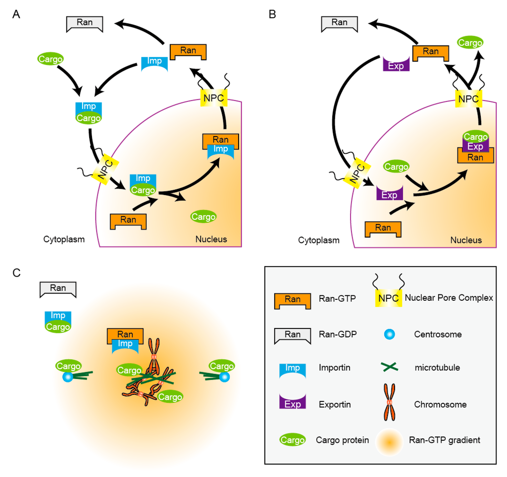 Spatiotemporal Regulation of Nuclear Transport Machinery and 