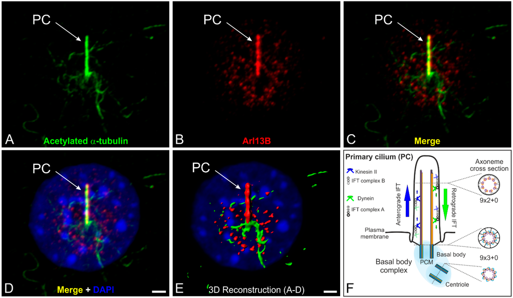 Cells | Free Full-Text | Specialized Cilia in Mammalian Sensory Systems