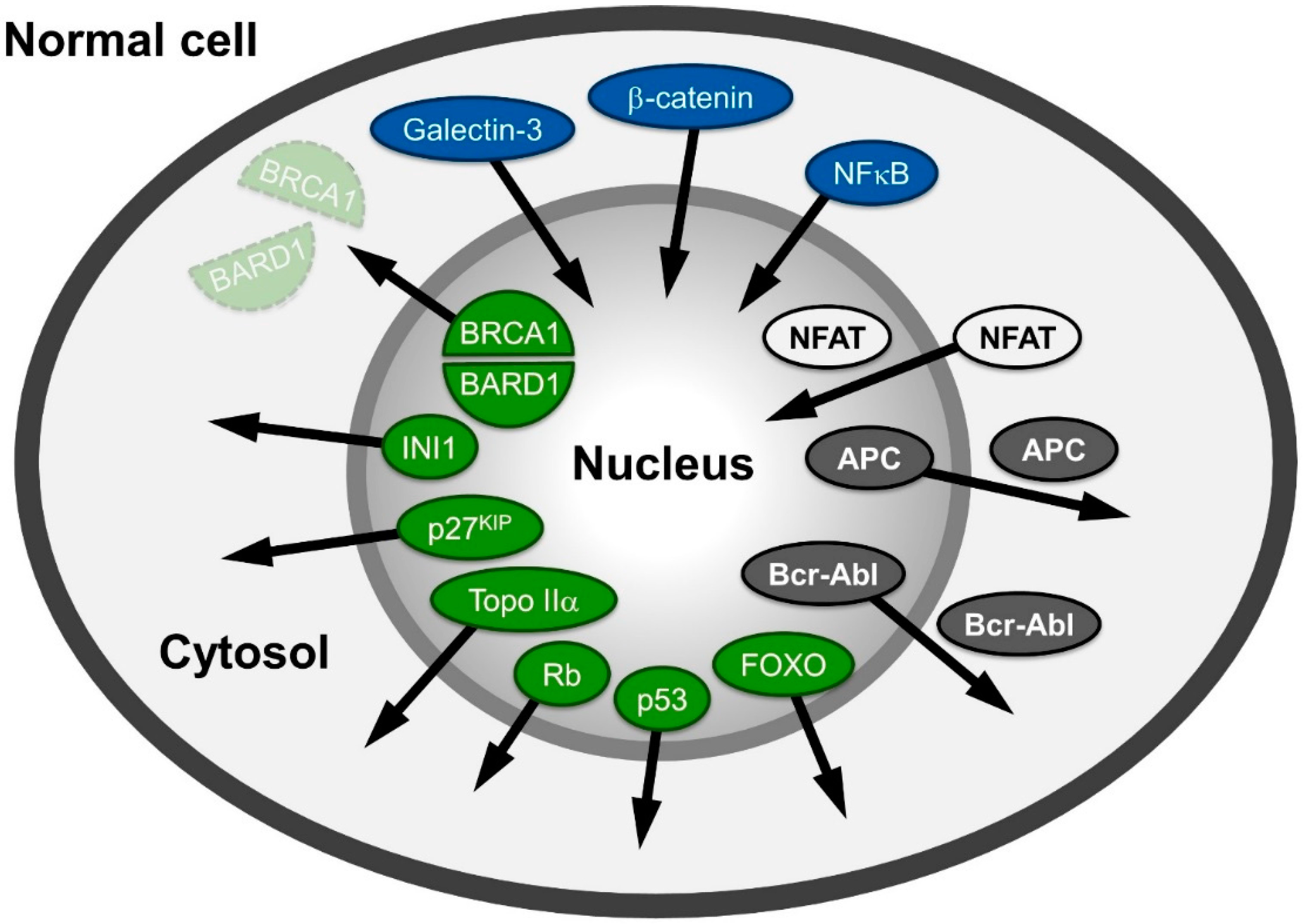 Basis of activity