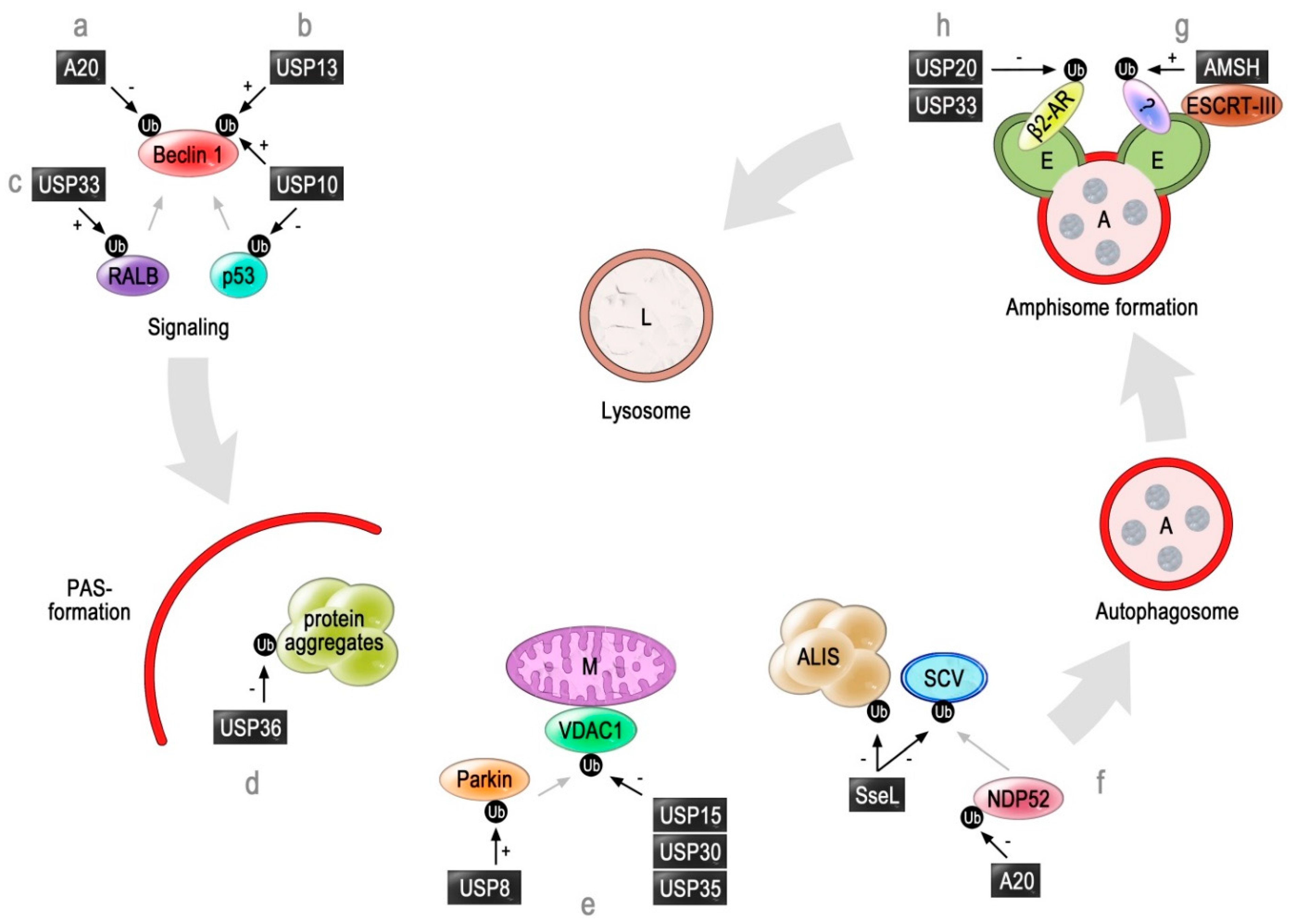 Cells 04 00596 g001