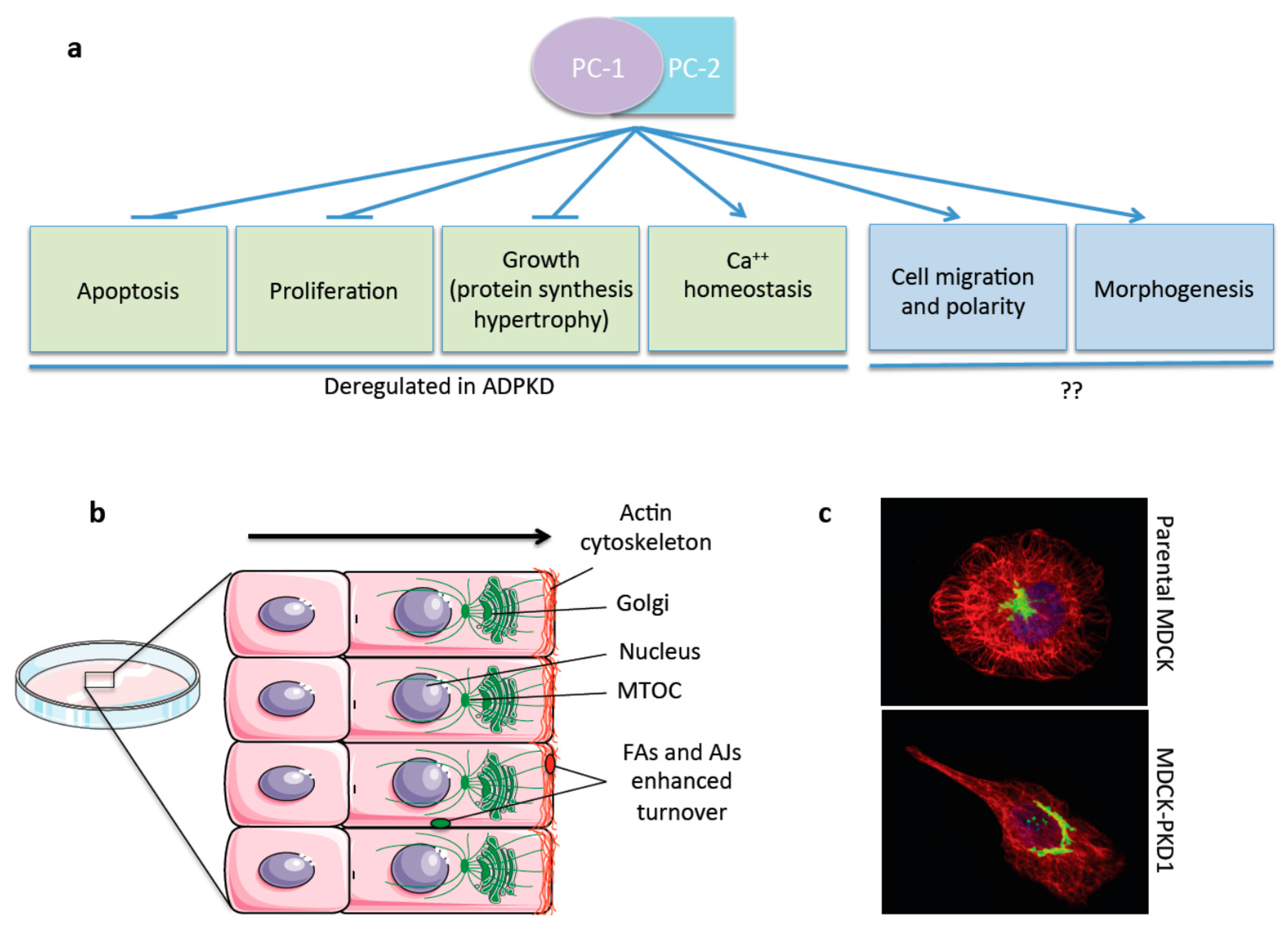 cell polarity cell polarity