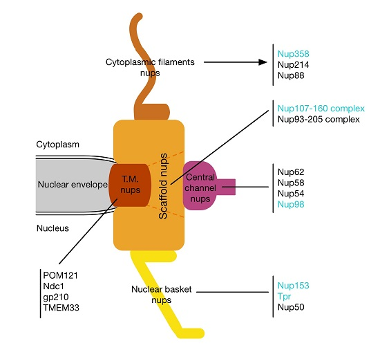 Cells Free FullText Complex Commingling Nucleoporins and the