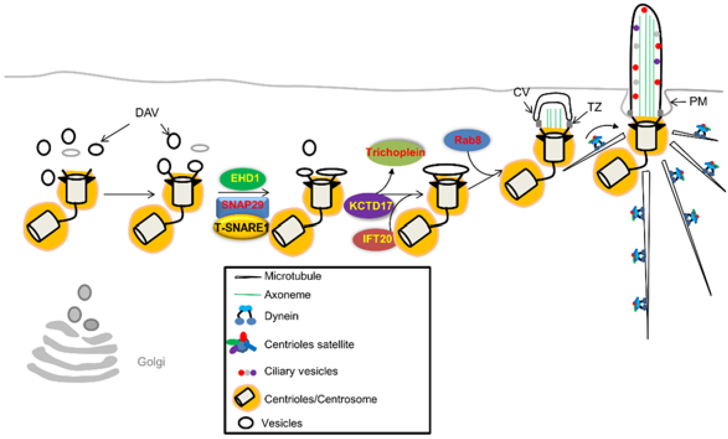 Cells 05 00006 g001