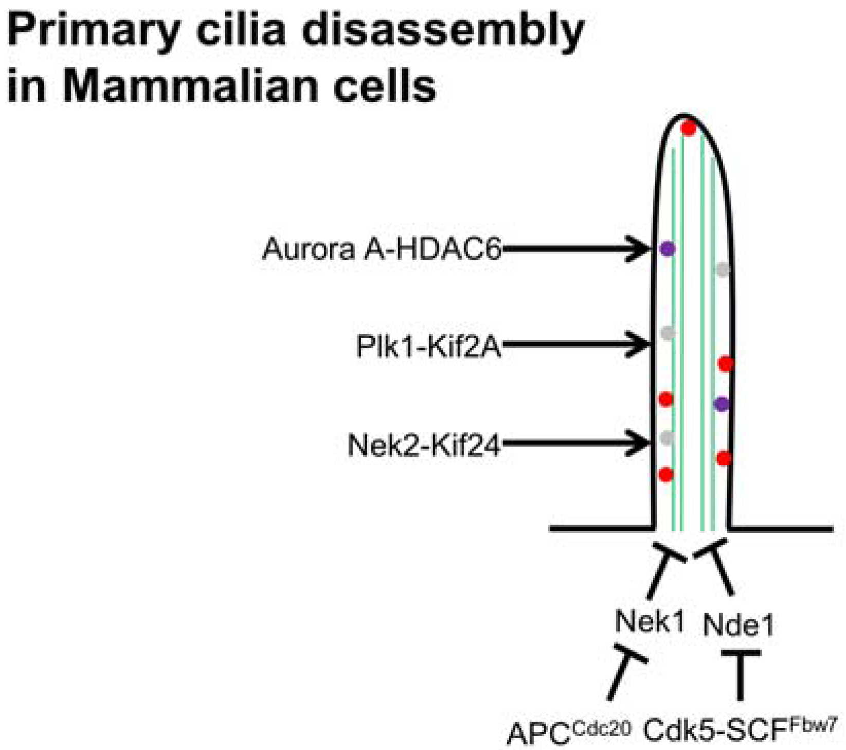 Cells 05 00006 g002