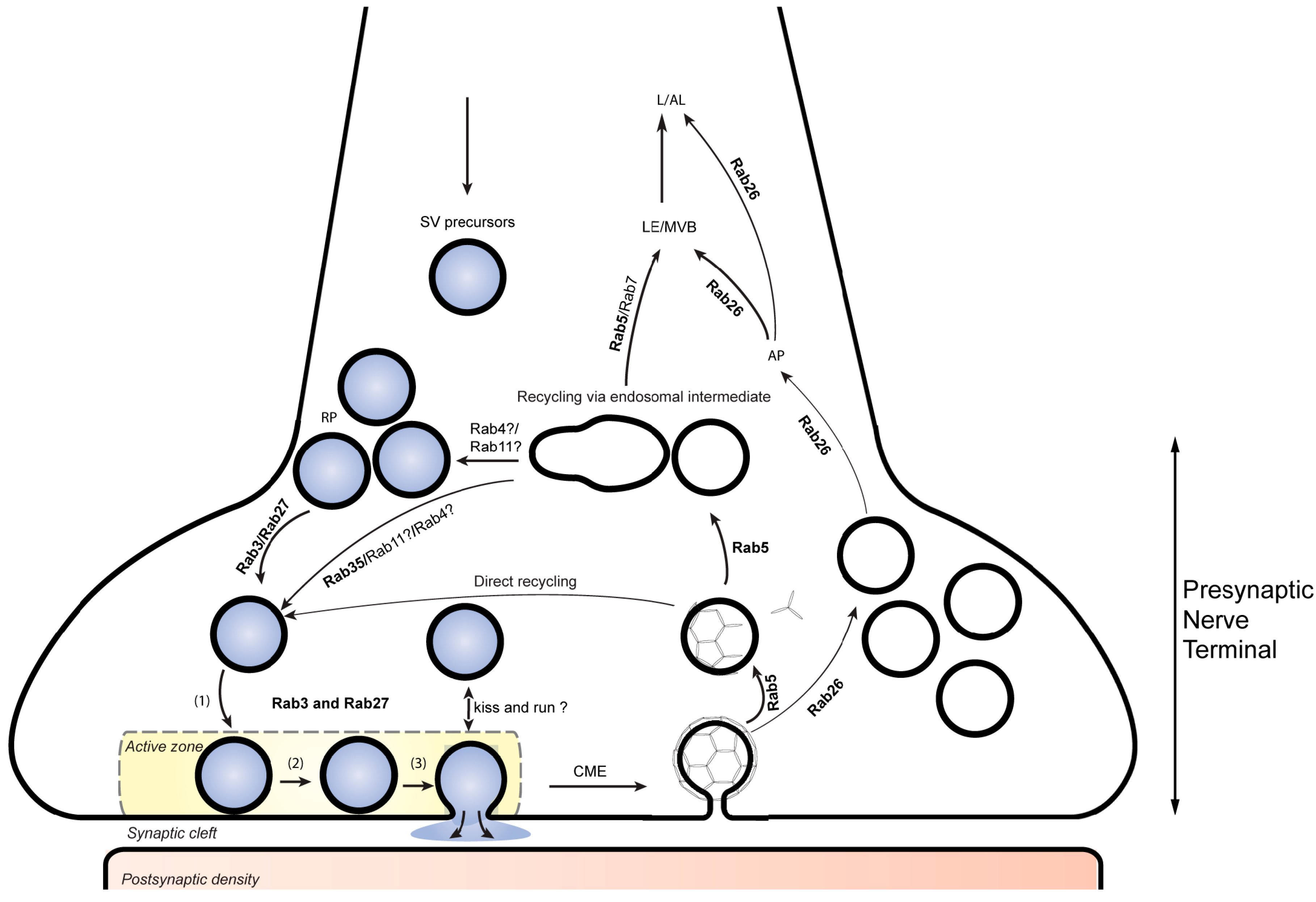 Cells 05 00007 g001