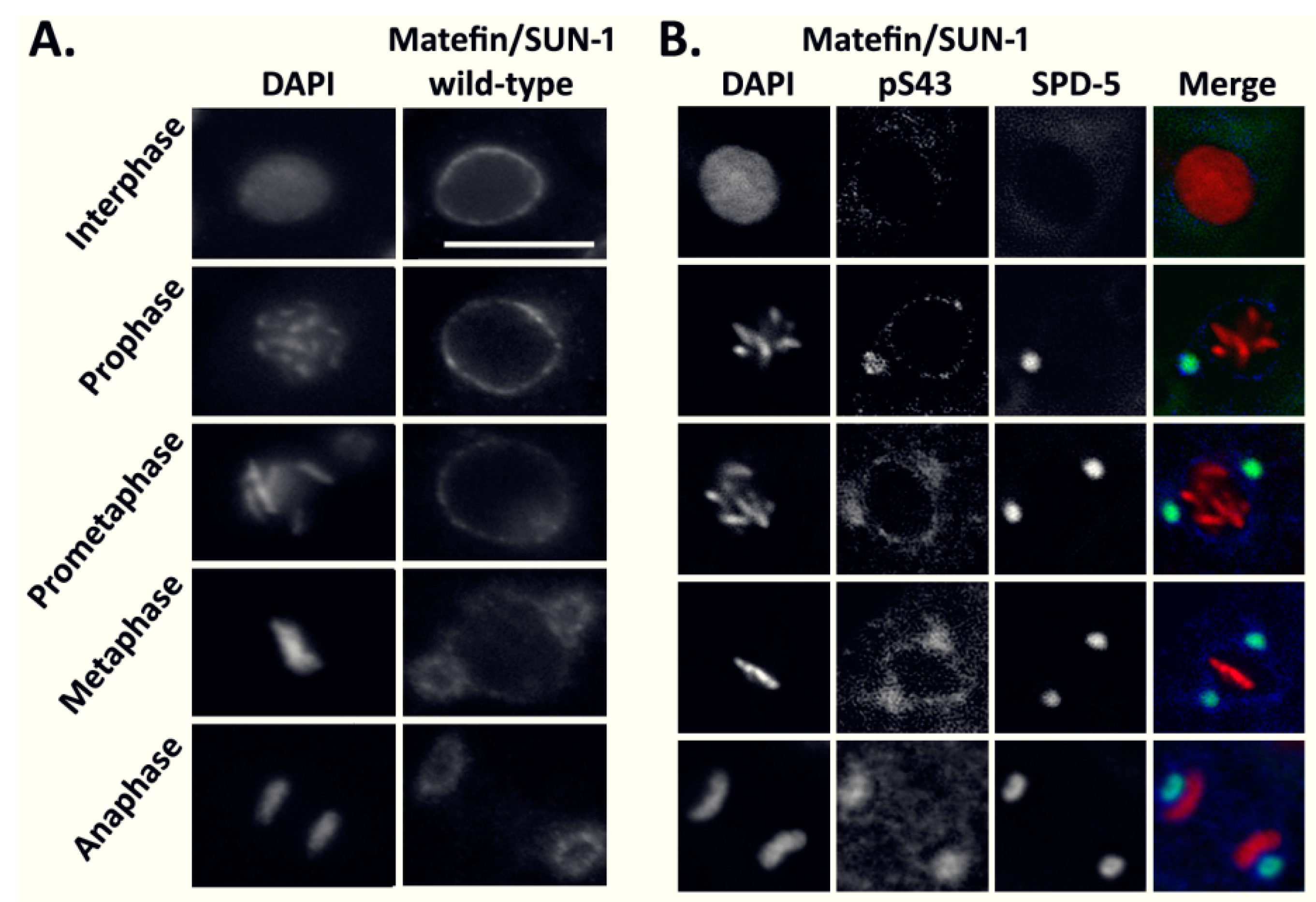 Cells 05 00008 g001 1024