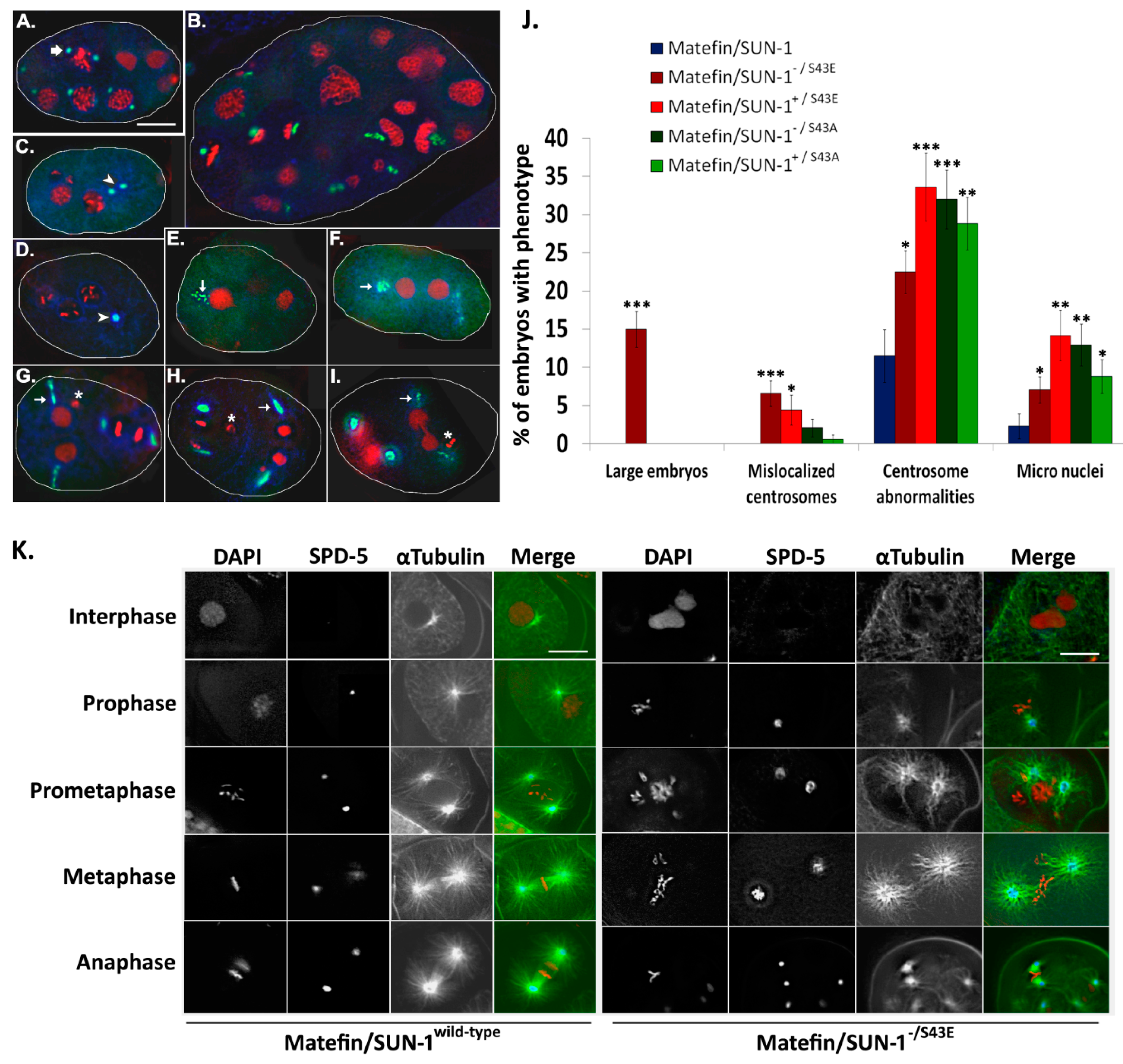 Cells 05 00008 g004 1024