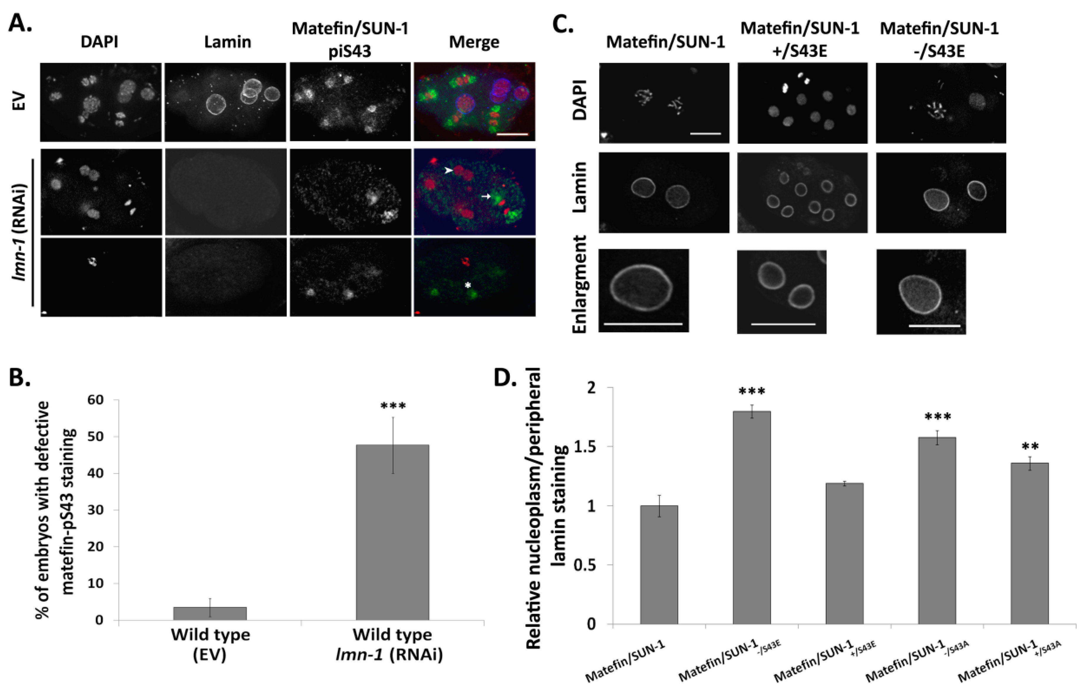 Cells 05 00008 g005 1024