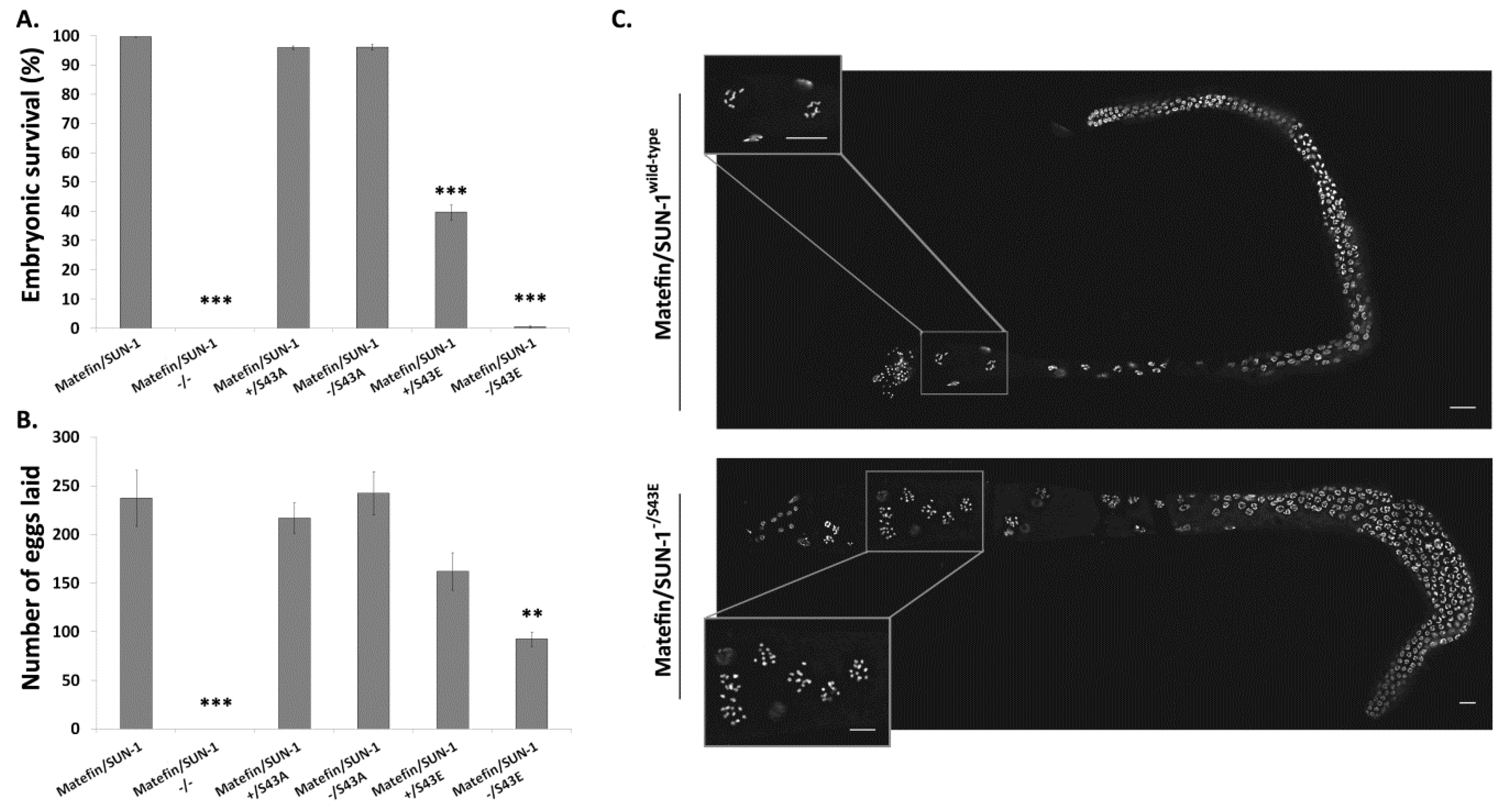 Cells 05 00008 g007 1024