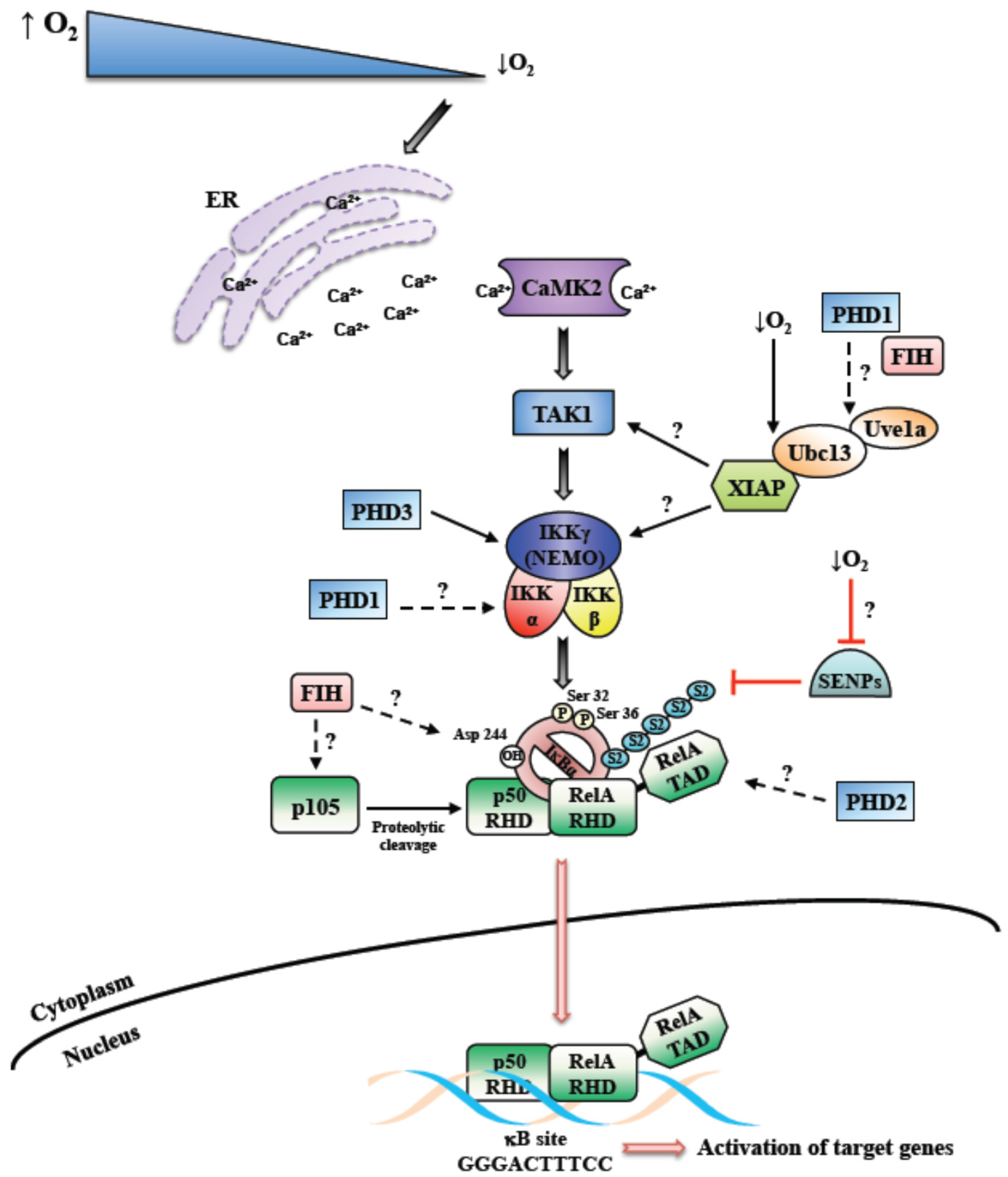 Cells | Full-Text | Hypoxia Induced NF-κB