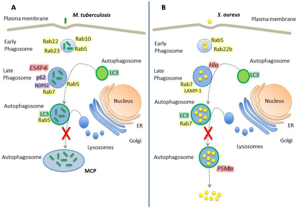 Cells | Free Full-Text | Rab GTPases and the Autophagy Pathway
