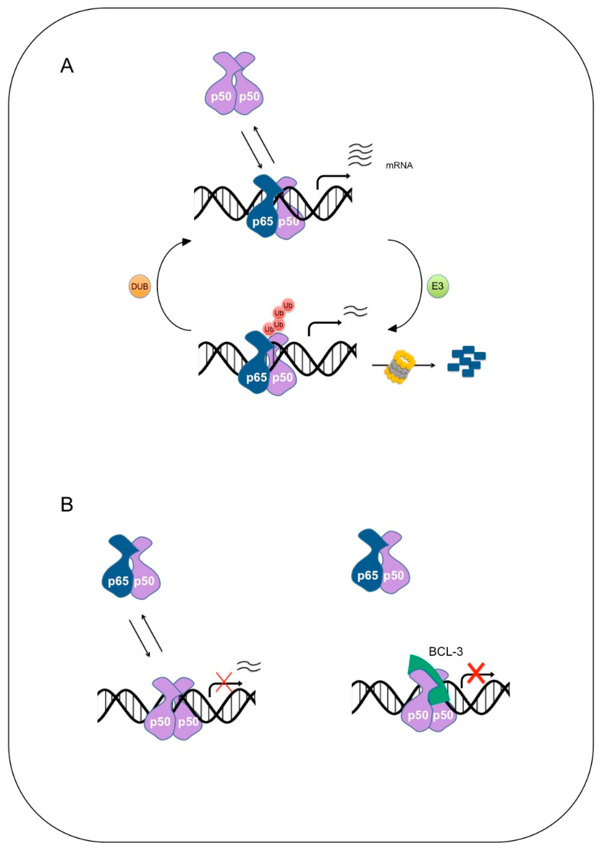 Cells Free Full Text The Ubiquitination Of Nf Kb Subunits In The Control Of Transcription