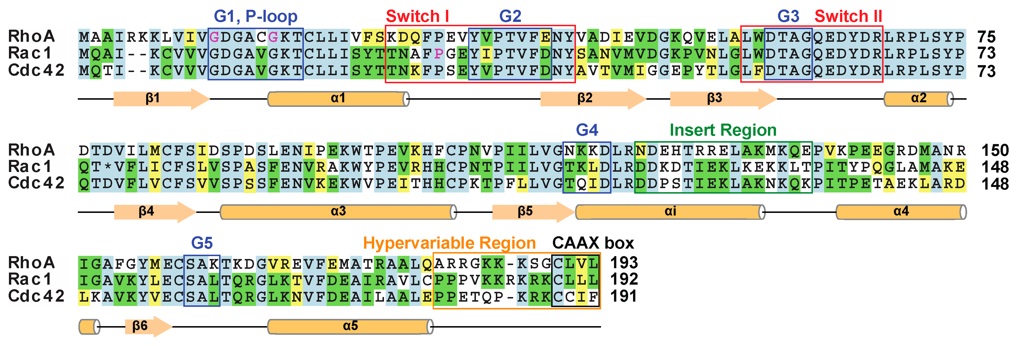 Cells 05 00026 g001