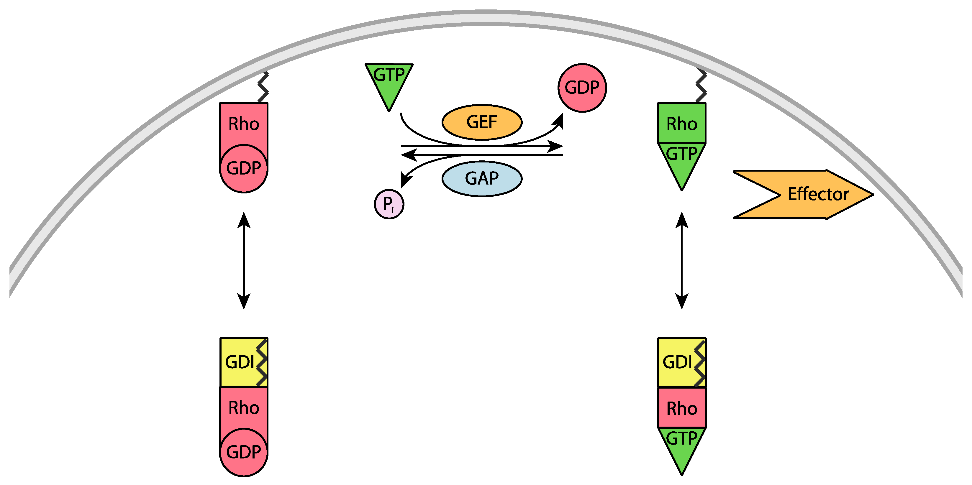 Cells 05 00026 g003