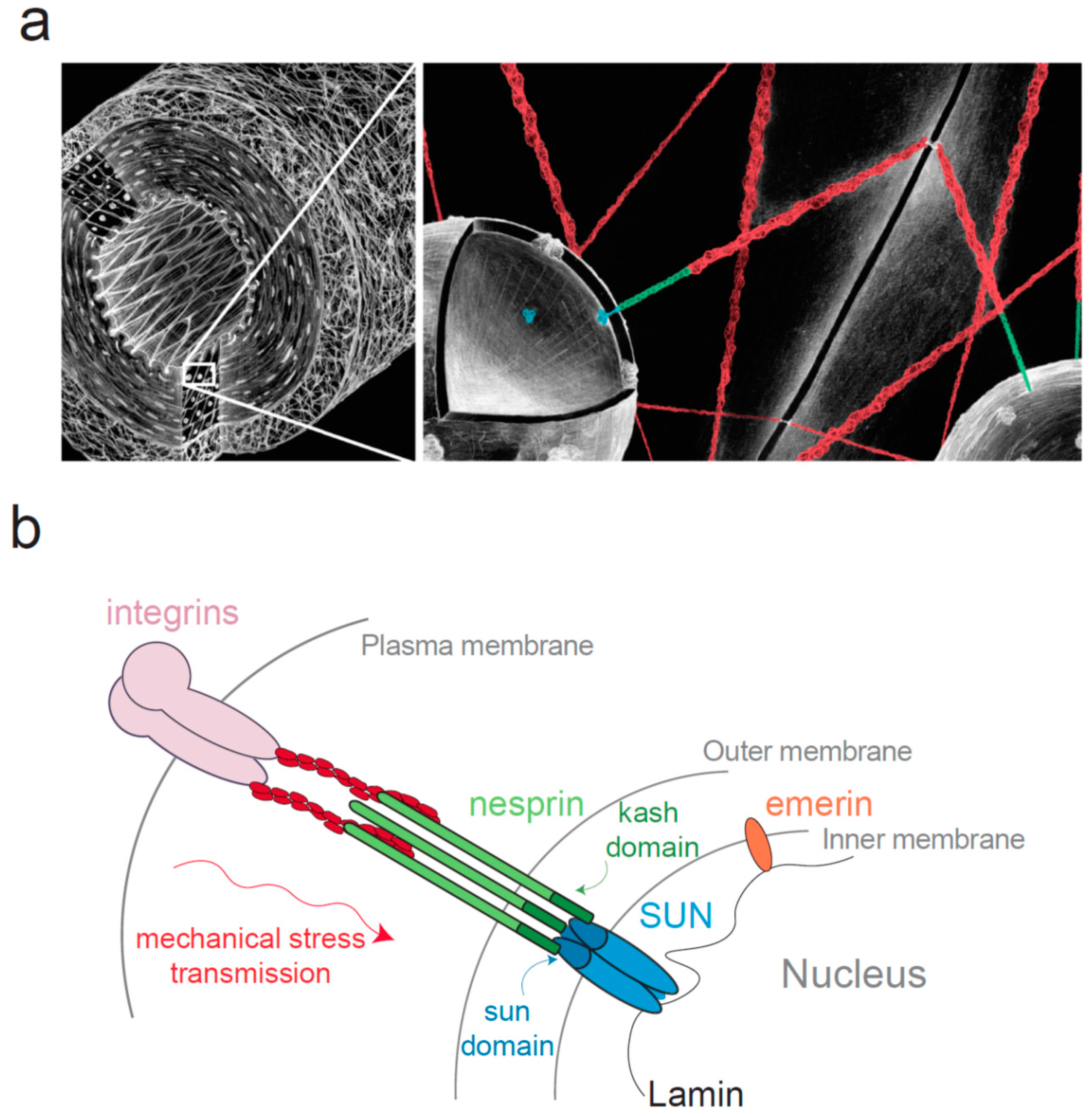 Cells Free Full Text Under Pressure Mechanical Stress Management In The Nucleus Html