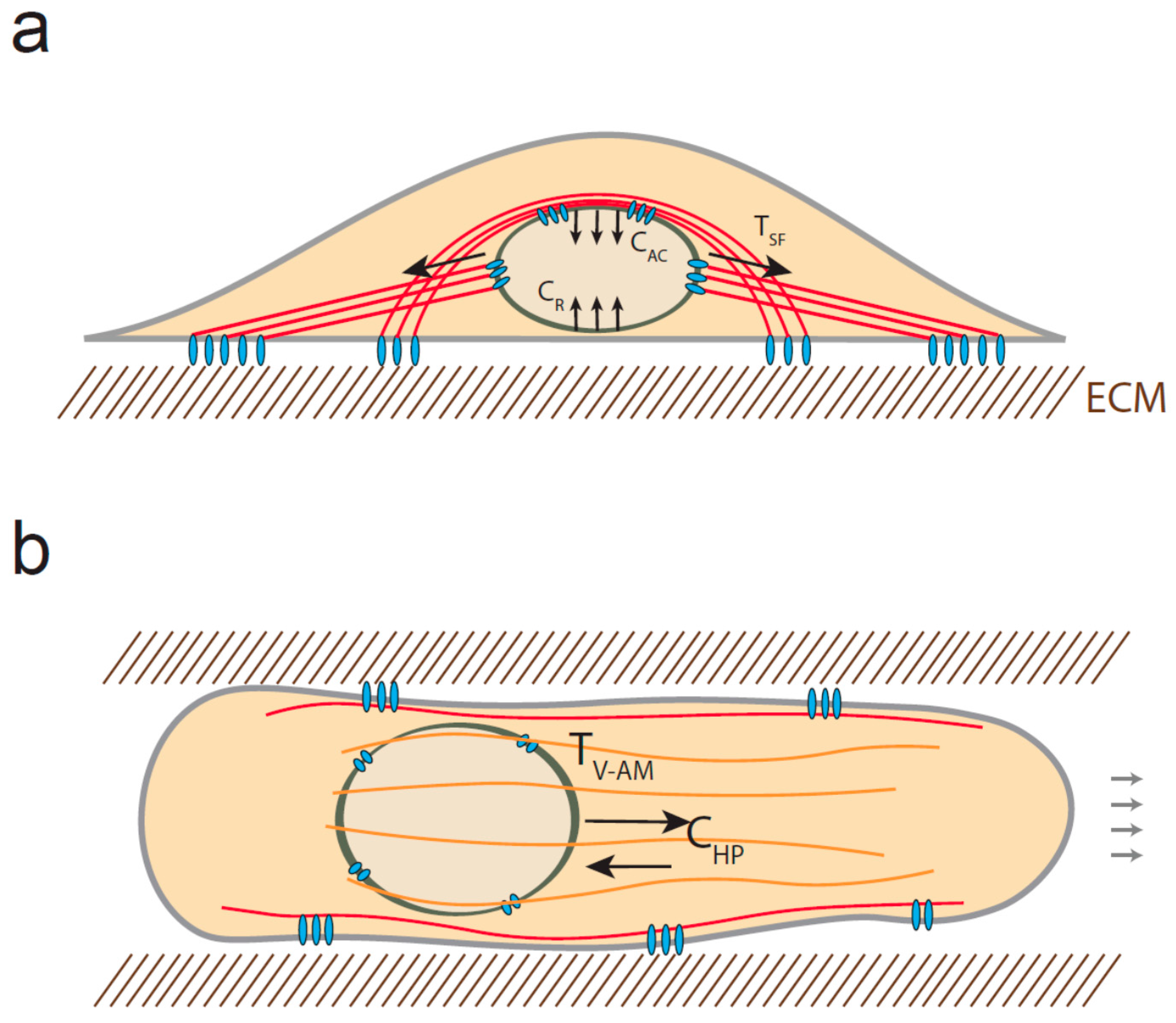 Cells 05 00027 g002