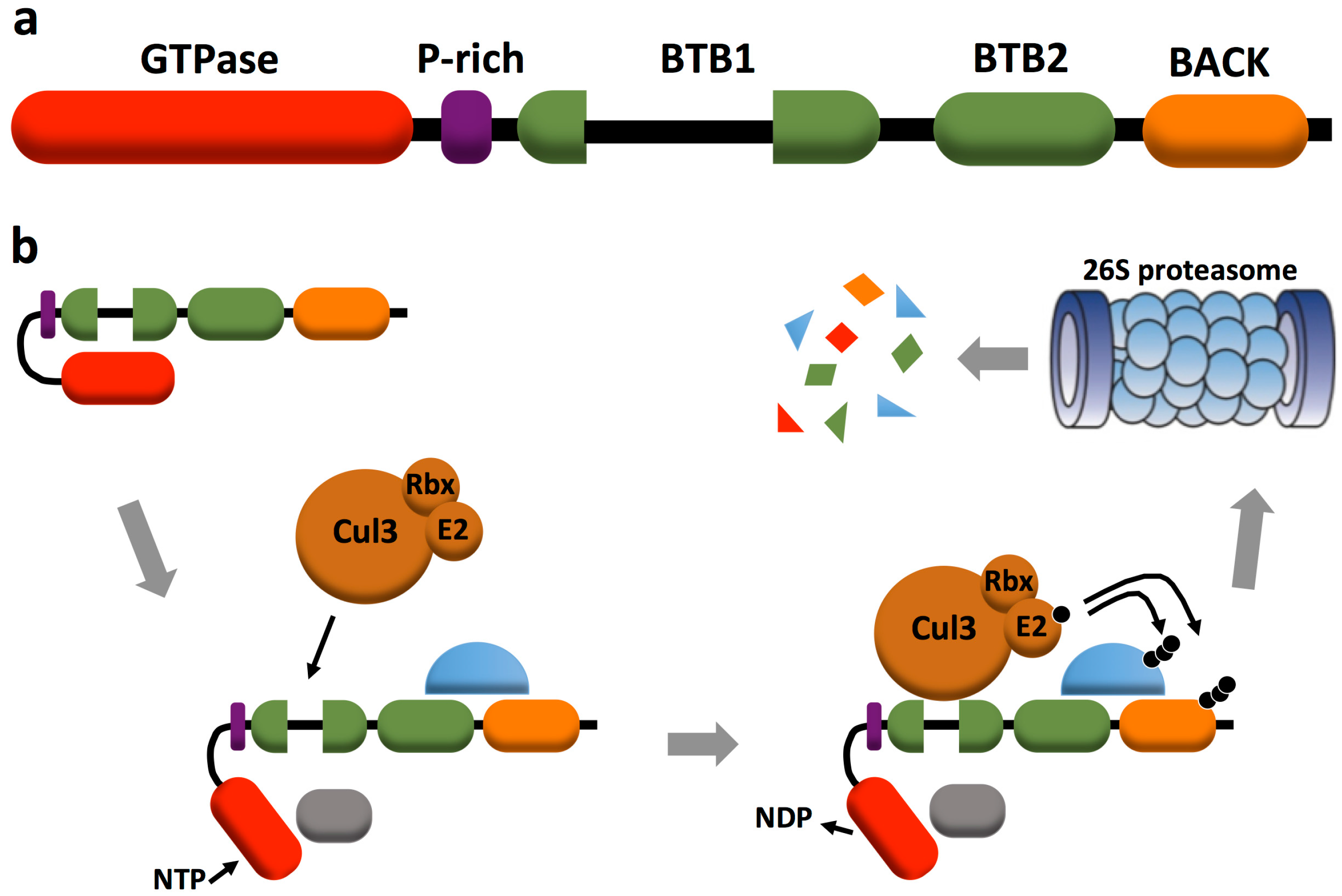 Cells Free Full Text Atypical Rho Gtpases Of The Rhobtb Subfamily Roles In Vesicle Trafficking And Tumorigenesis Html