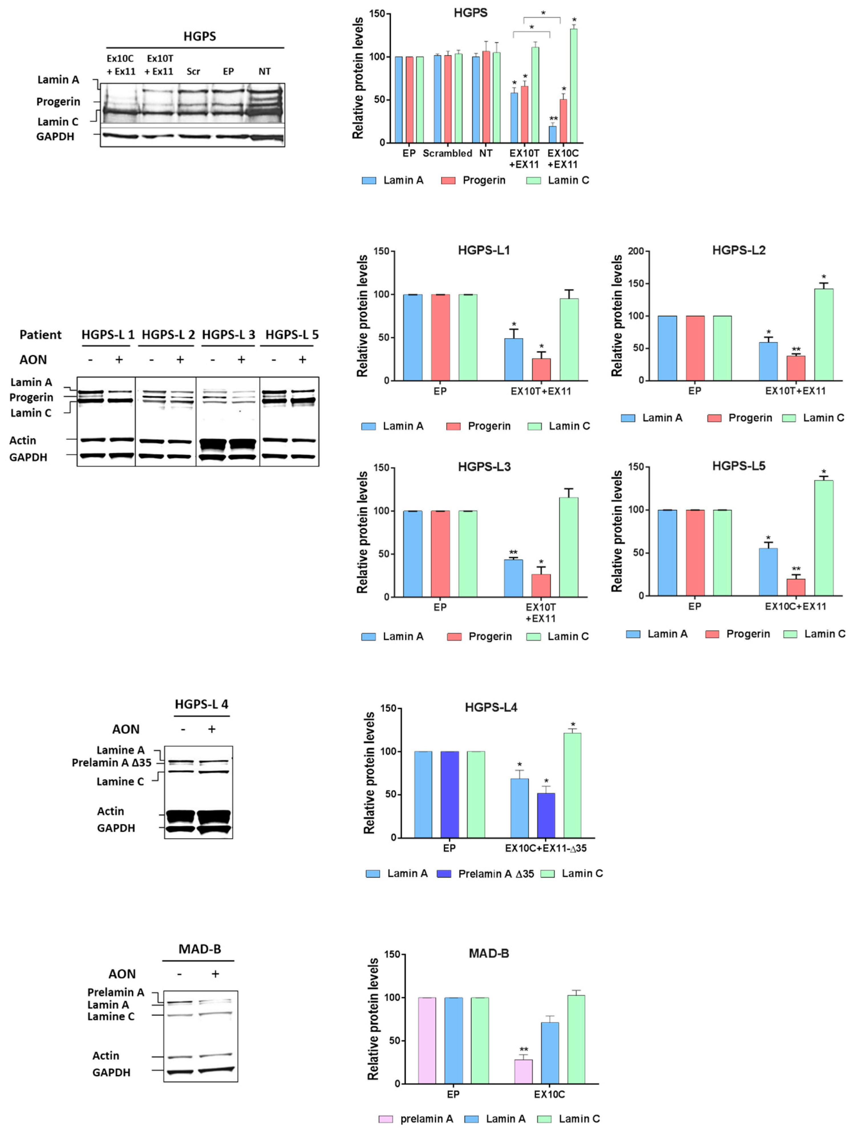 Cells 05 00031 g003 1024