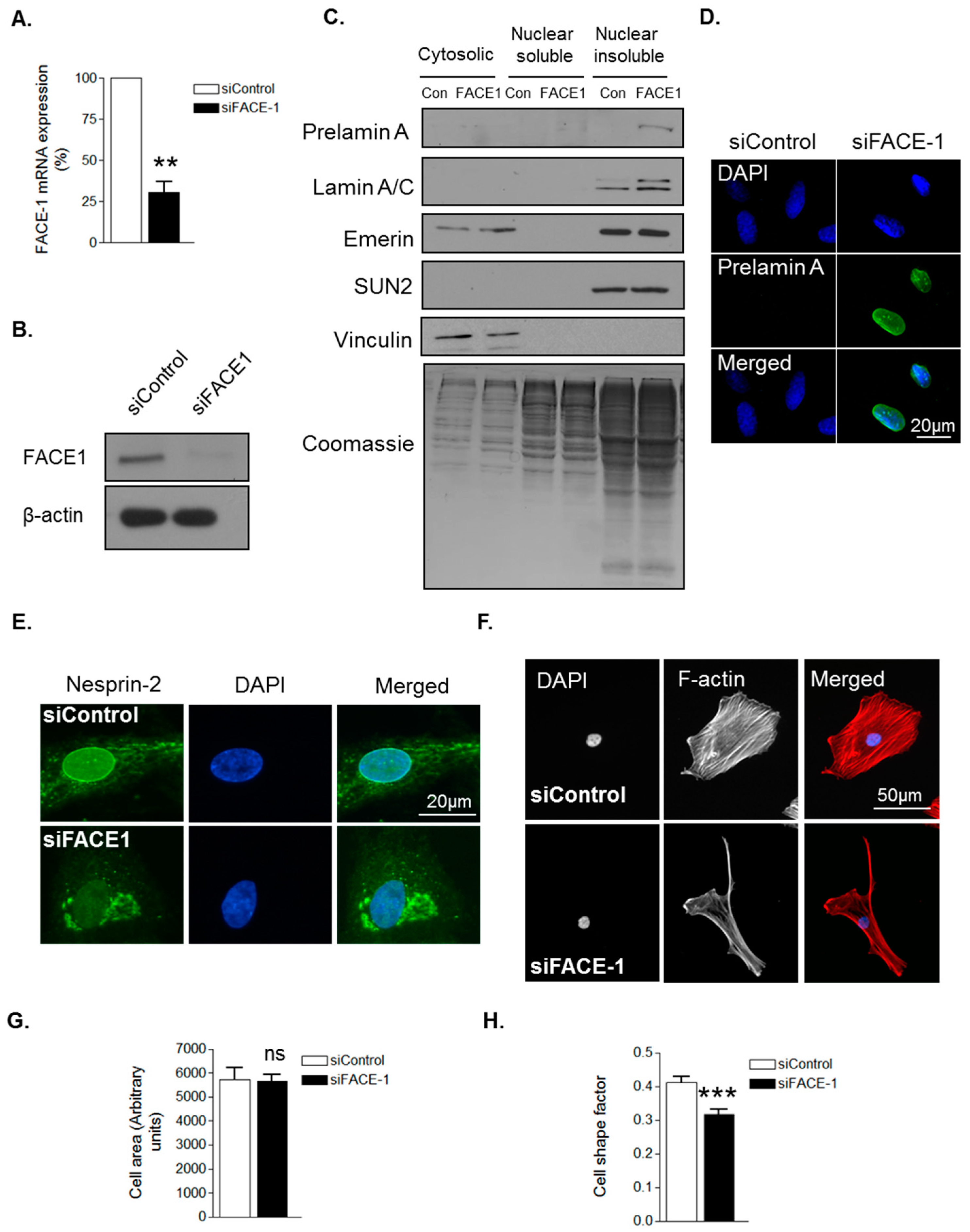 Cells 05 00041 g002