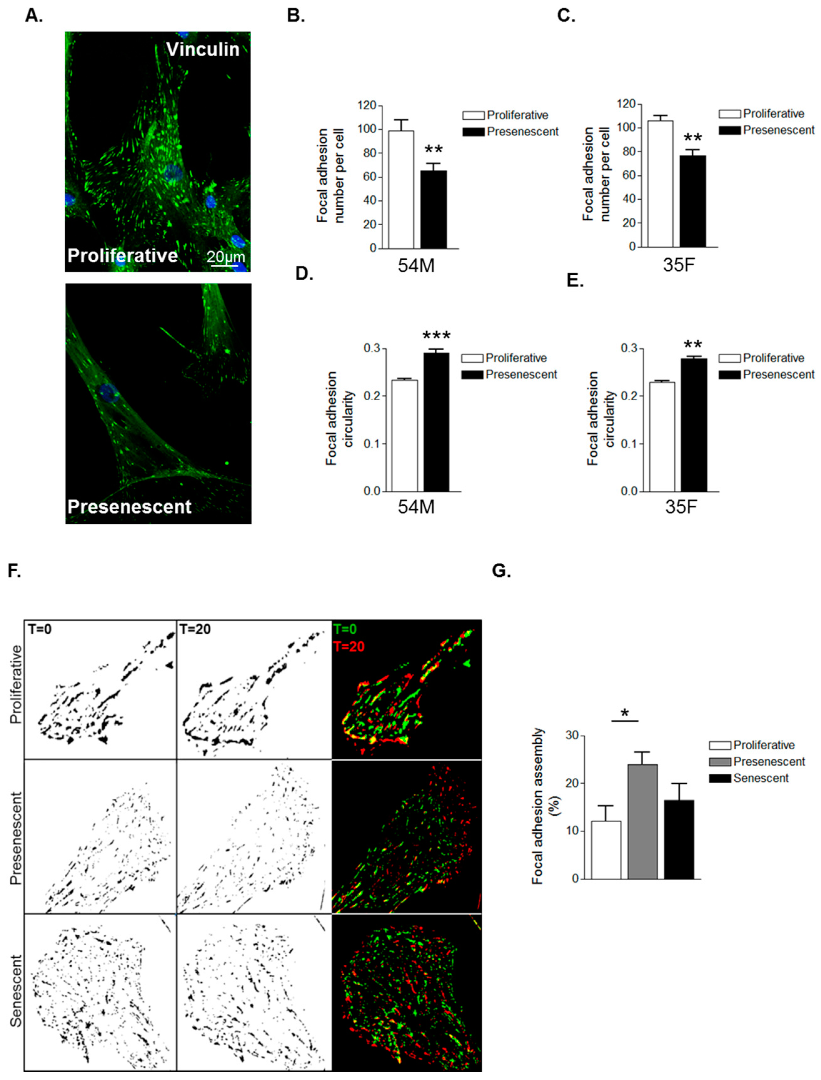 Cells 05 00041 g003