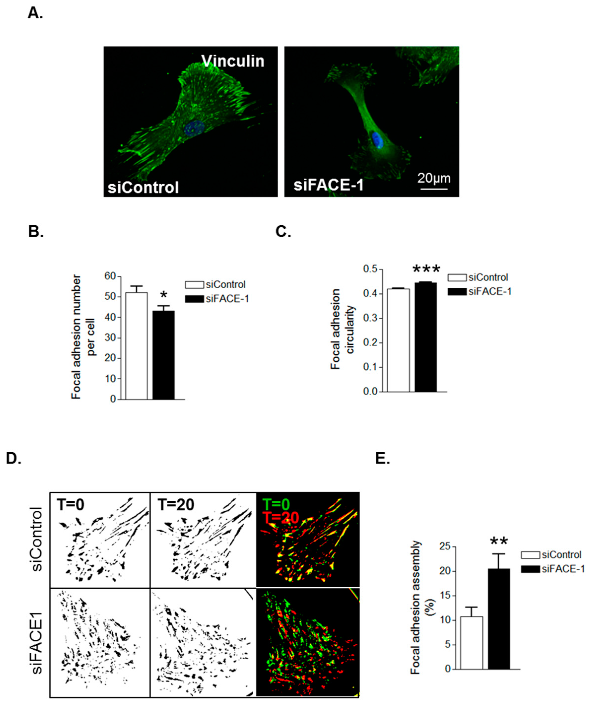 Cells 05 00041 g004
