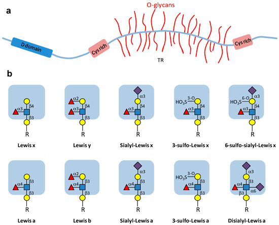 Cells Free Full Text Role Of Cytokine Induced Glycosylation Changes In Regulating Cell Interactions And Cell Signaling In Inflammatory Diseases And Cancer Html