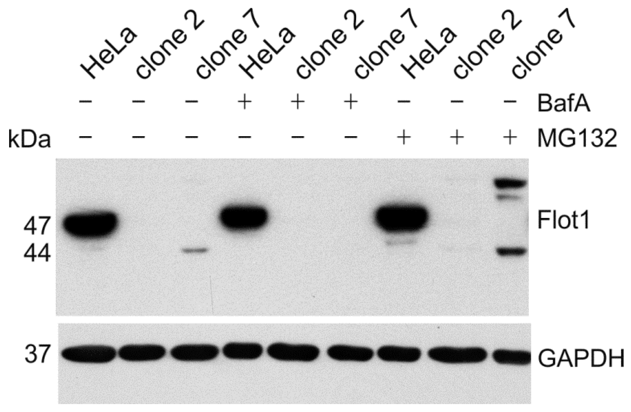 Cells 05 00045 g008