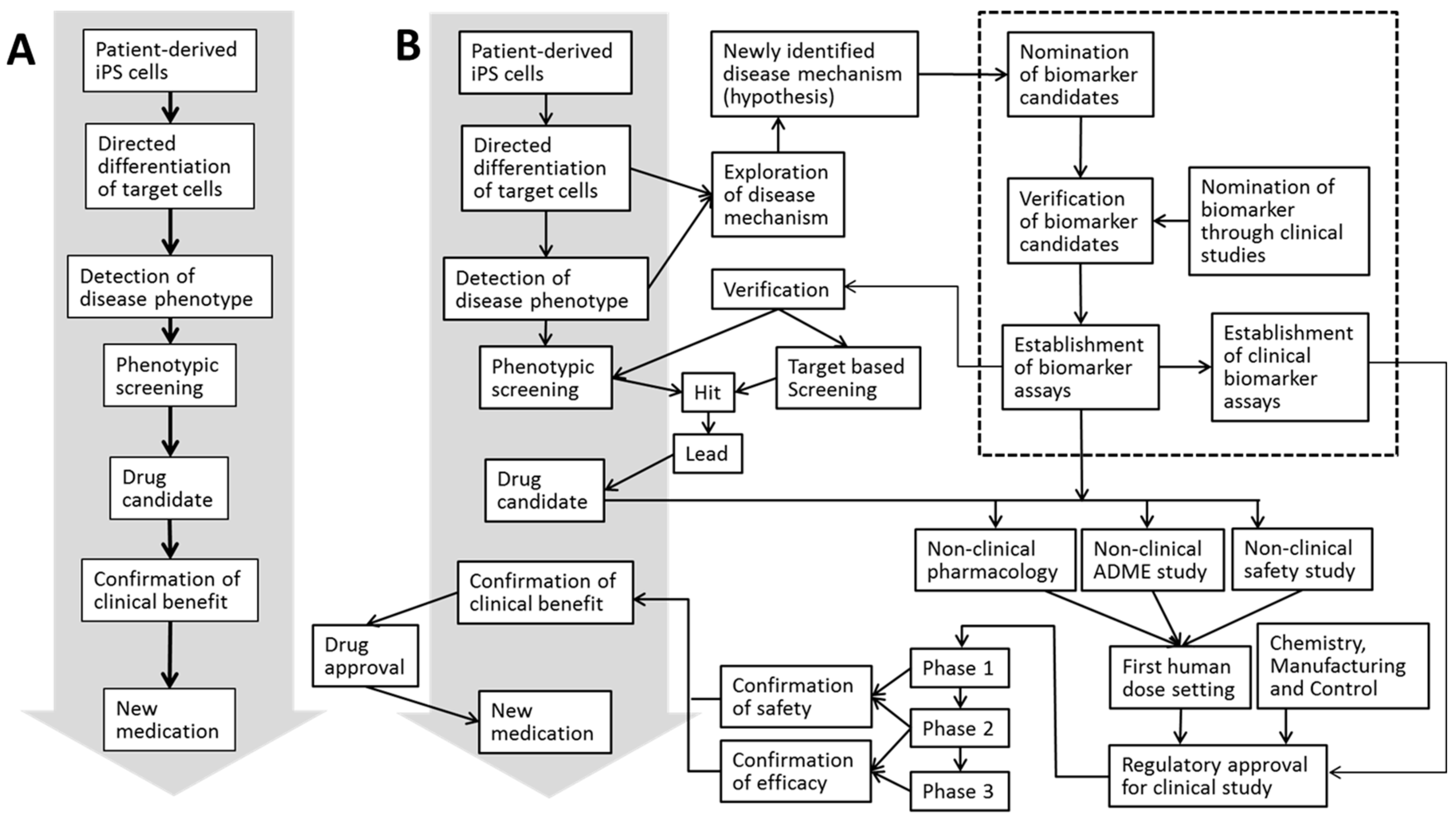 stem cell research outline