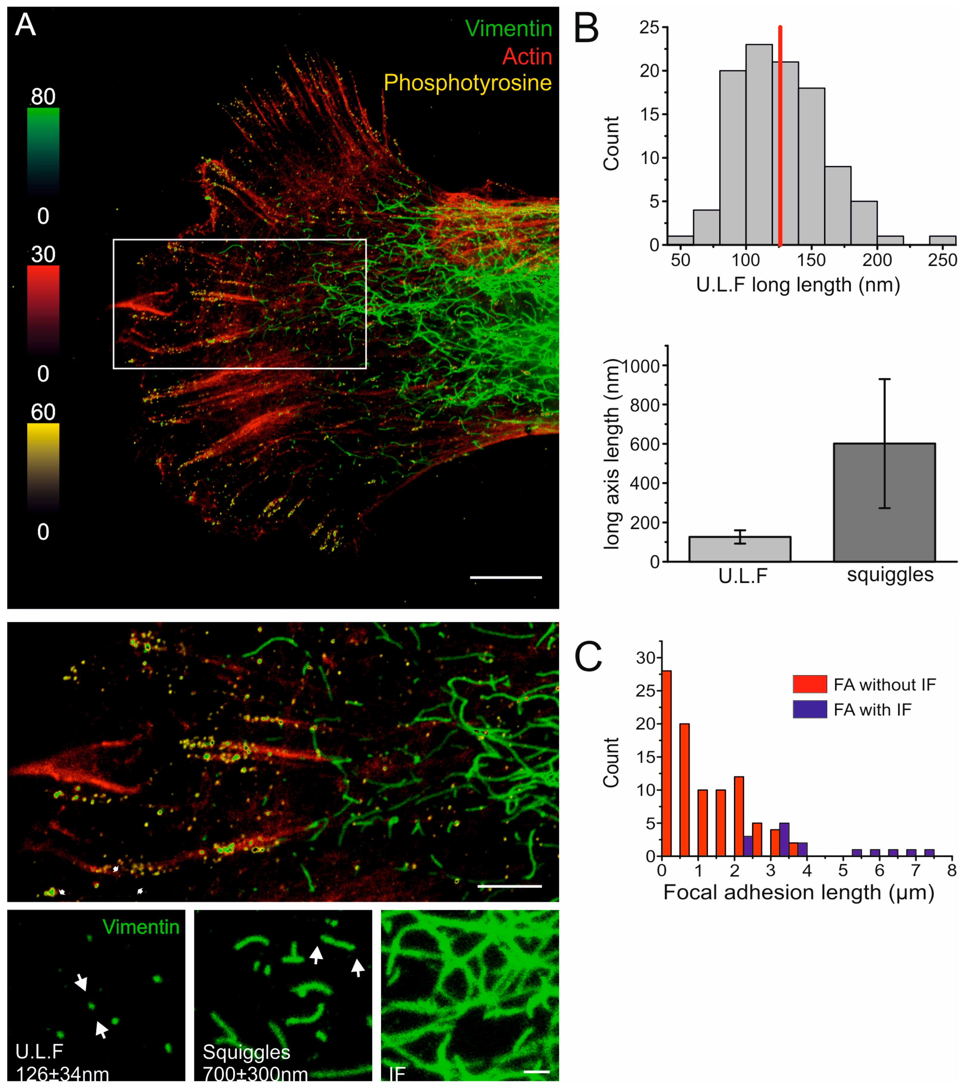 Cells 06 00002 g001