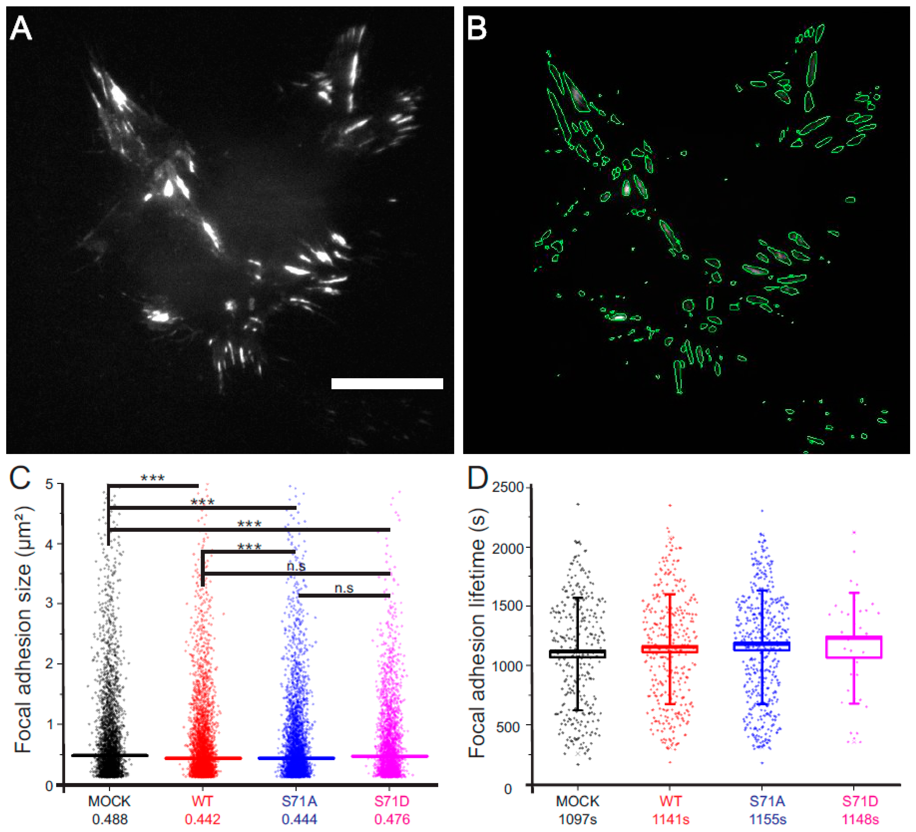 Cells 06 00002 g002