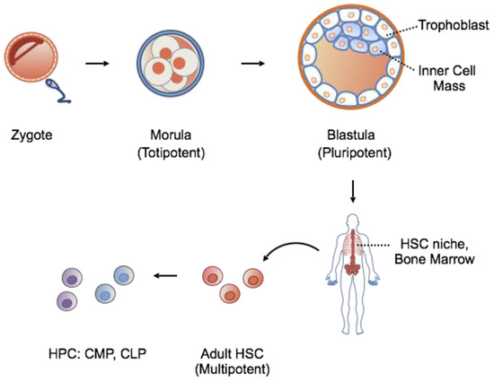 what is the difference between totipotent and pluripotent stem cells