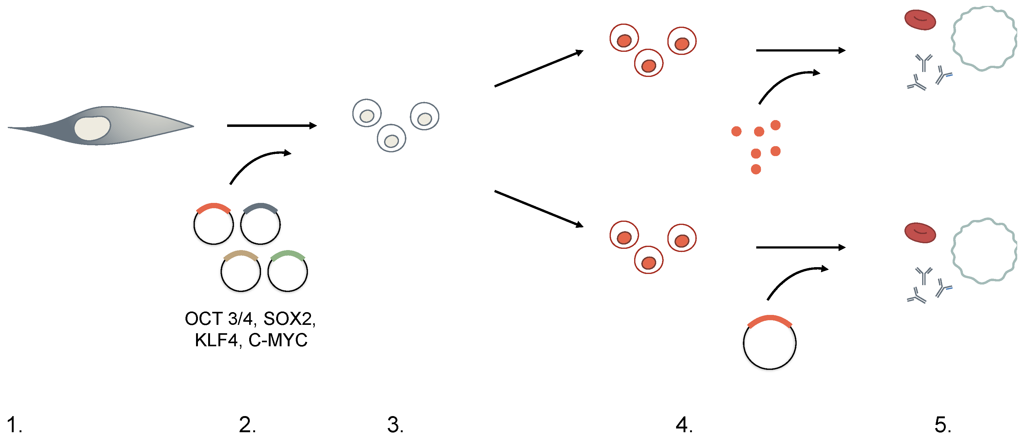 Cells Impact Factor