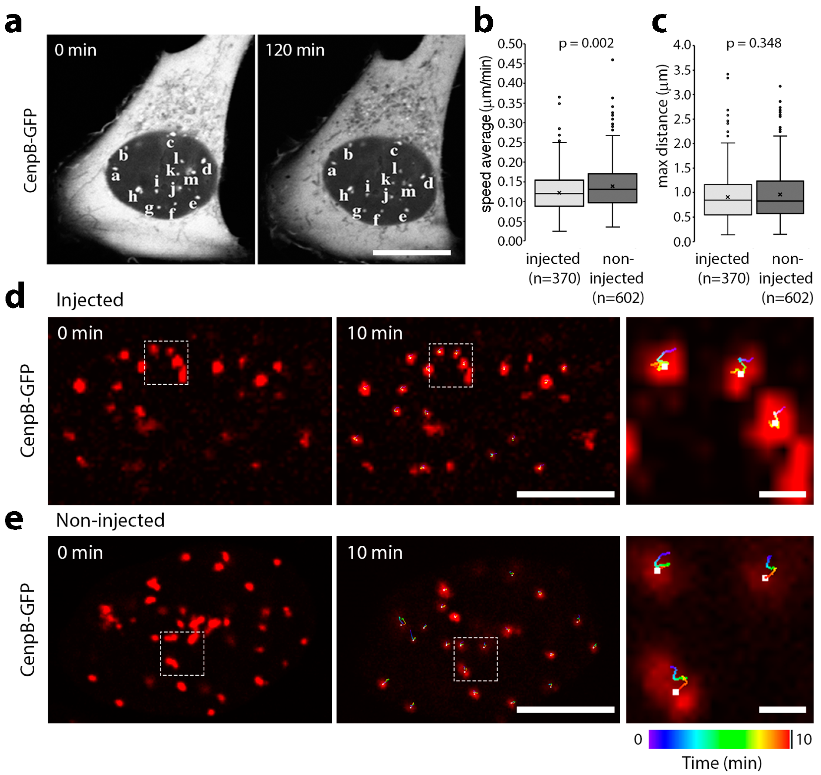 Cells 06 00009 g002