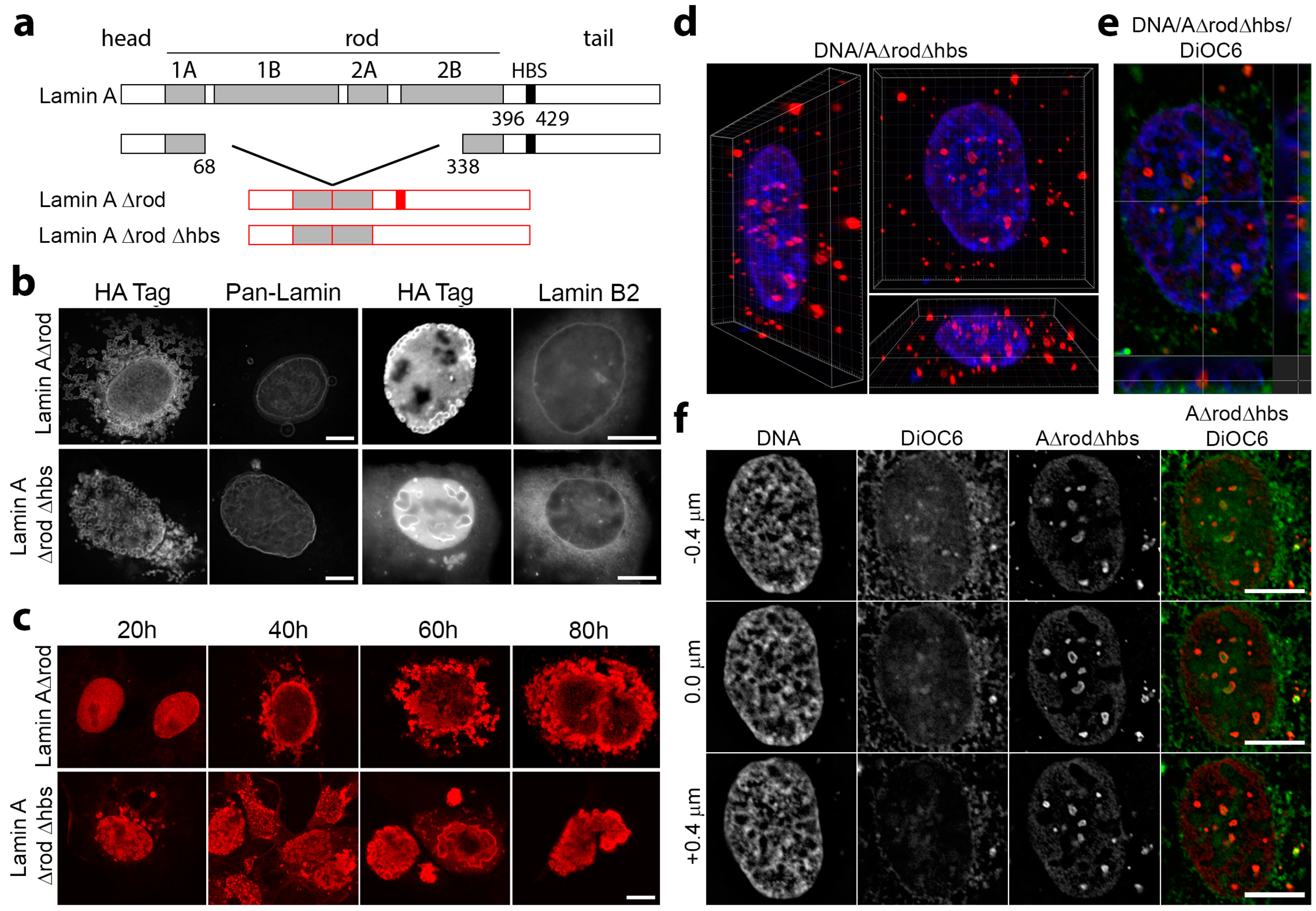 Cells 06 00009 g005