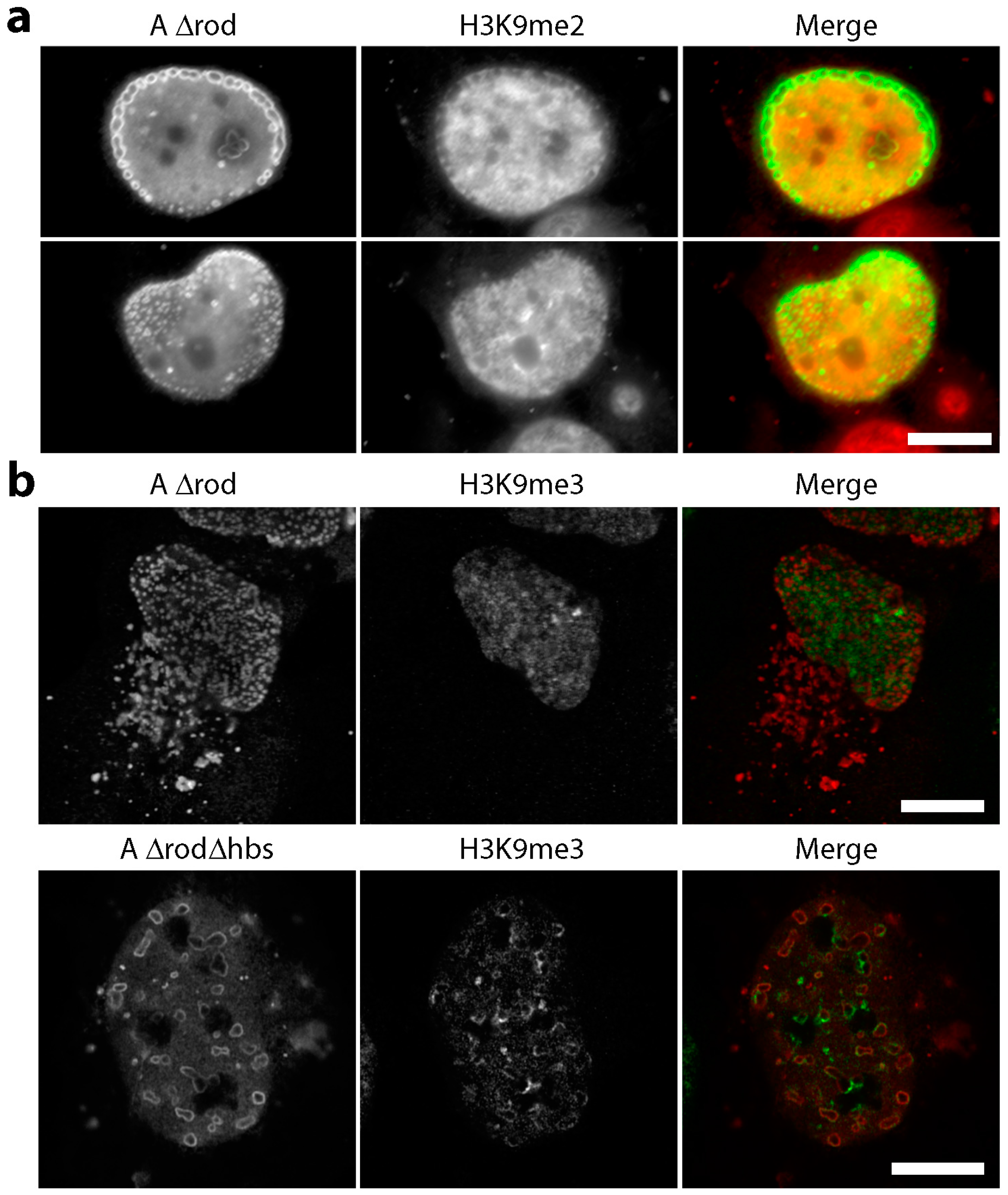 Cells 06 00009 g007a