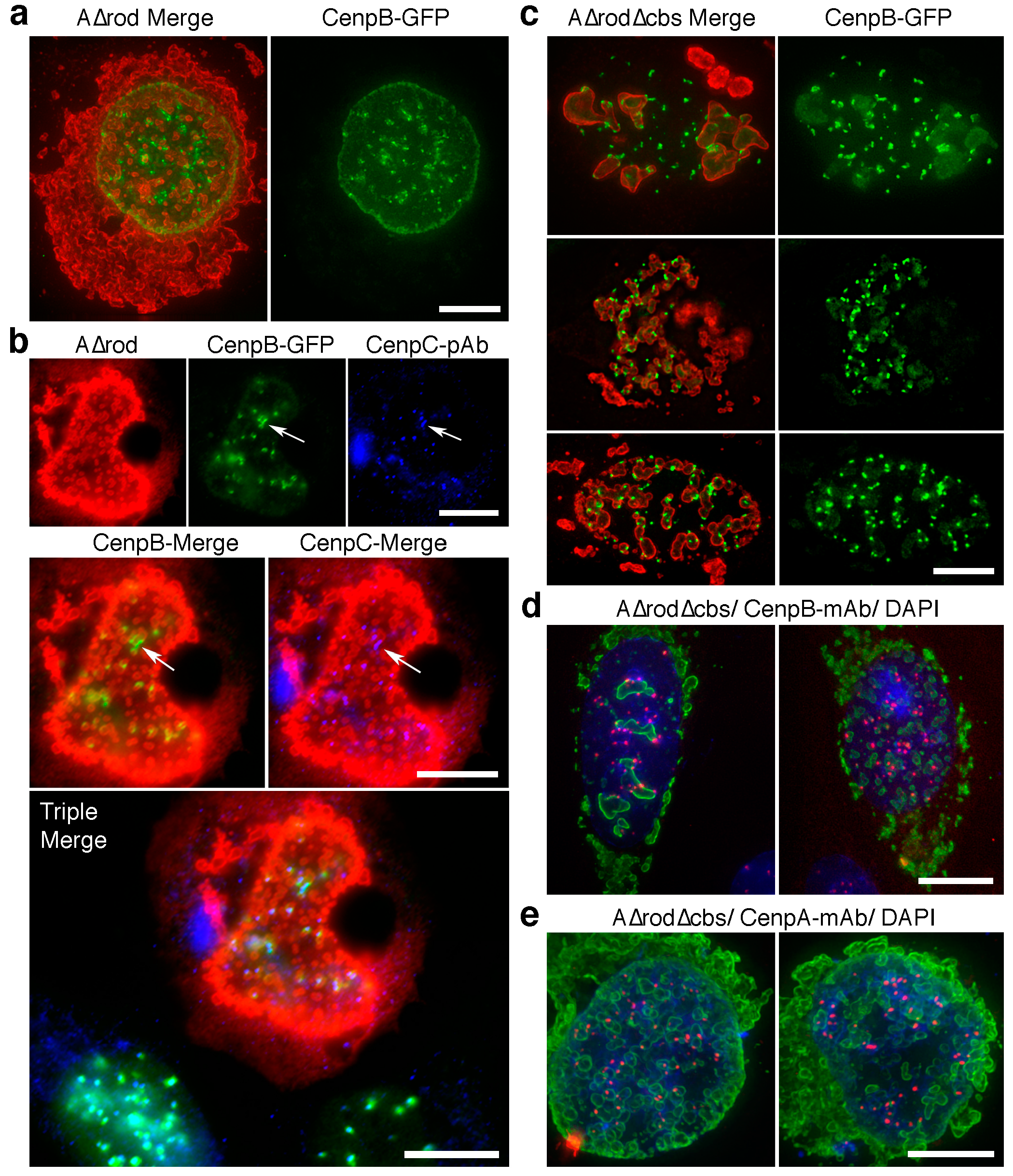 Cells 06 00009 g008