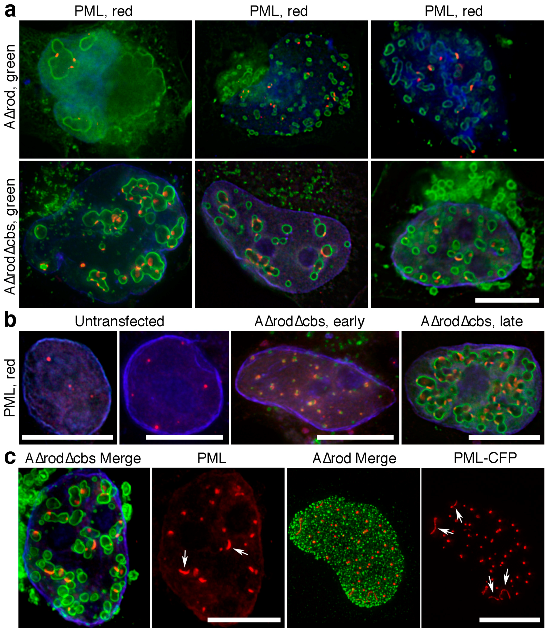 Cells 06 00009 g009