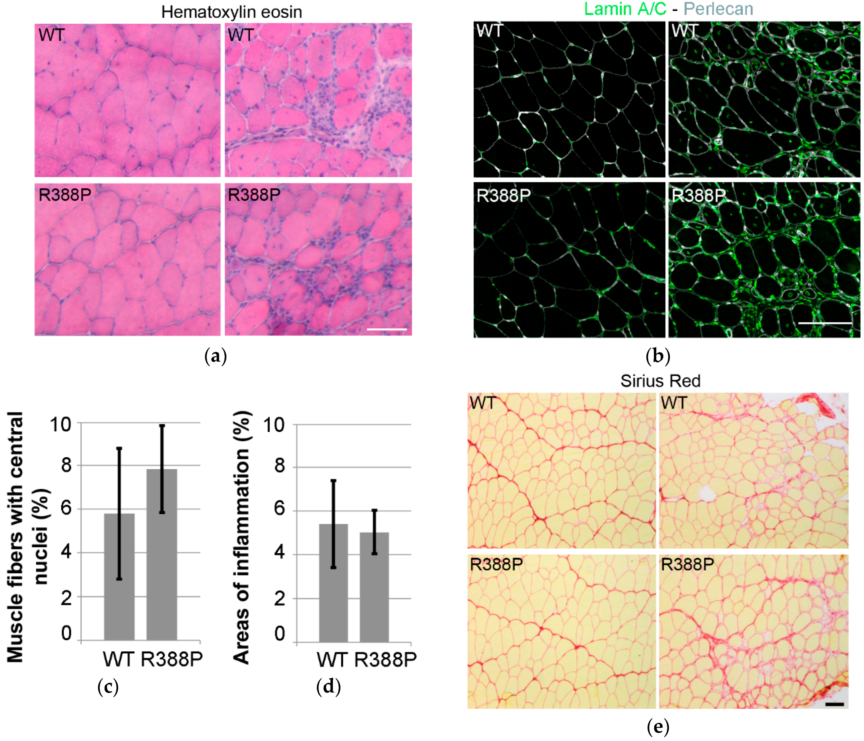 Cells 06 00010 g002 550