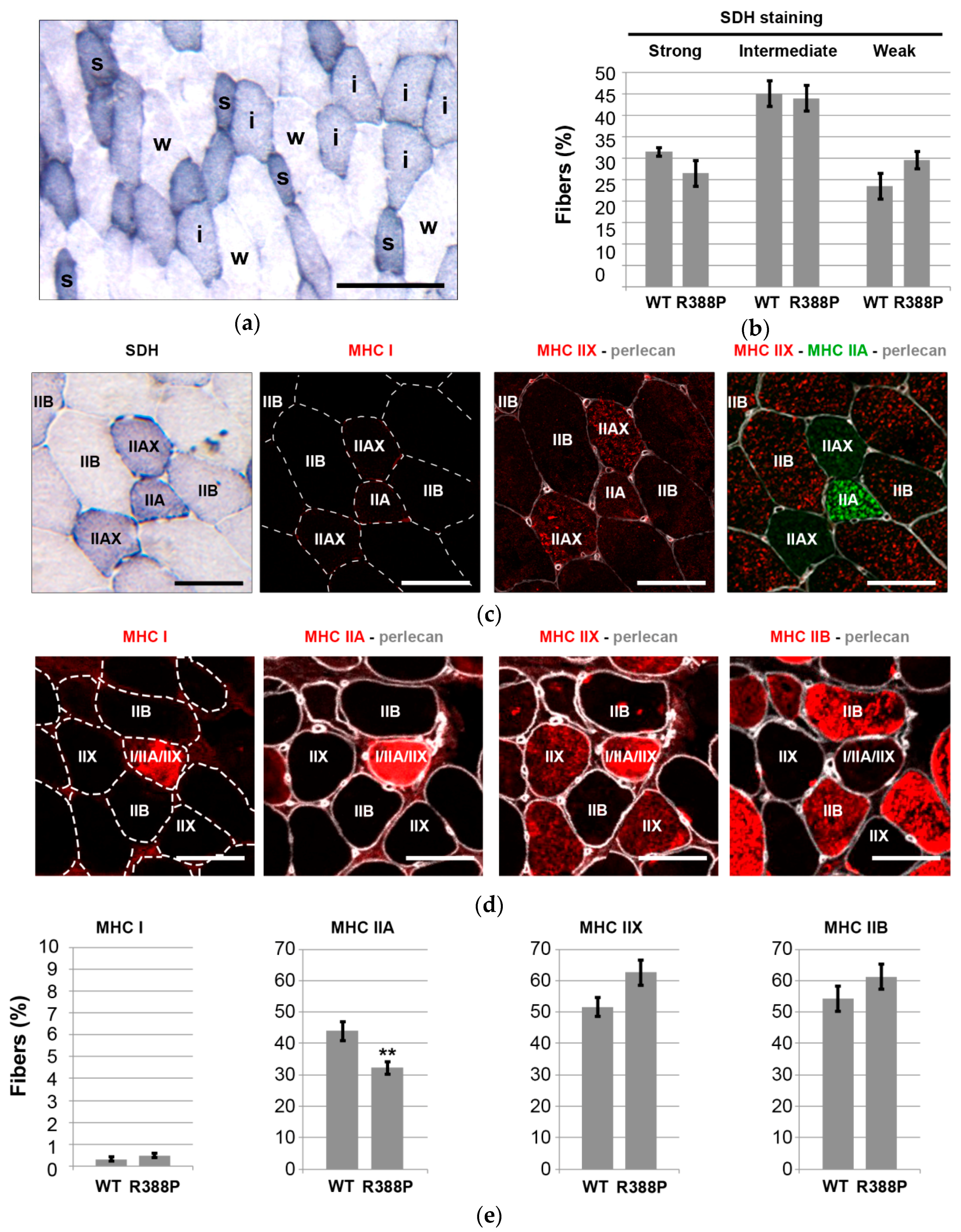 Cells 06 00010 g003 550