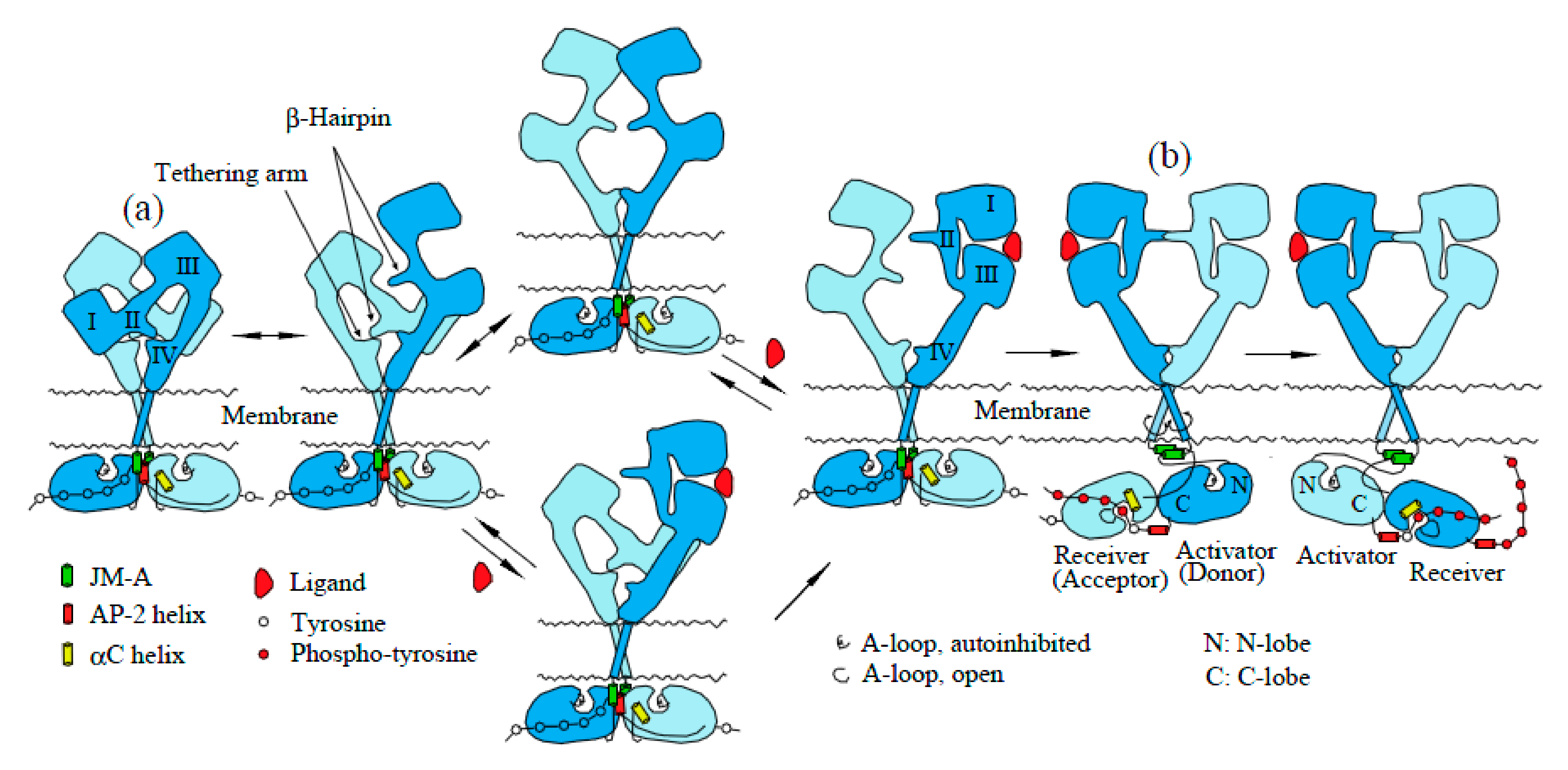 Cells 06 00013 g002