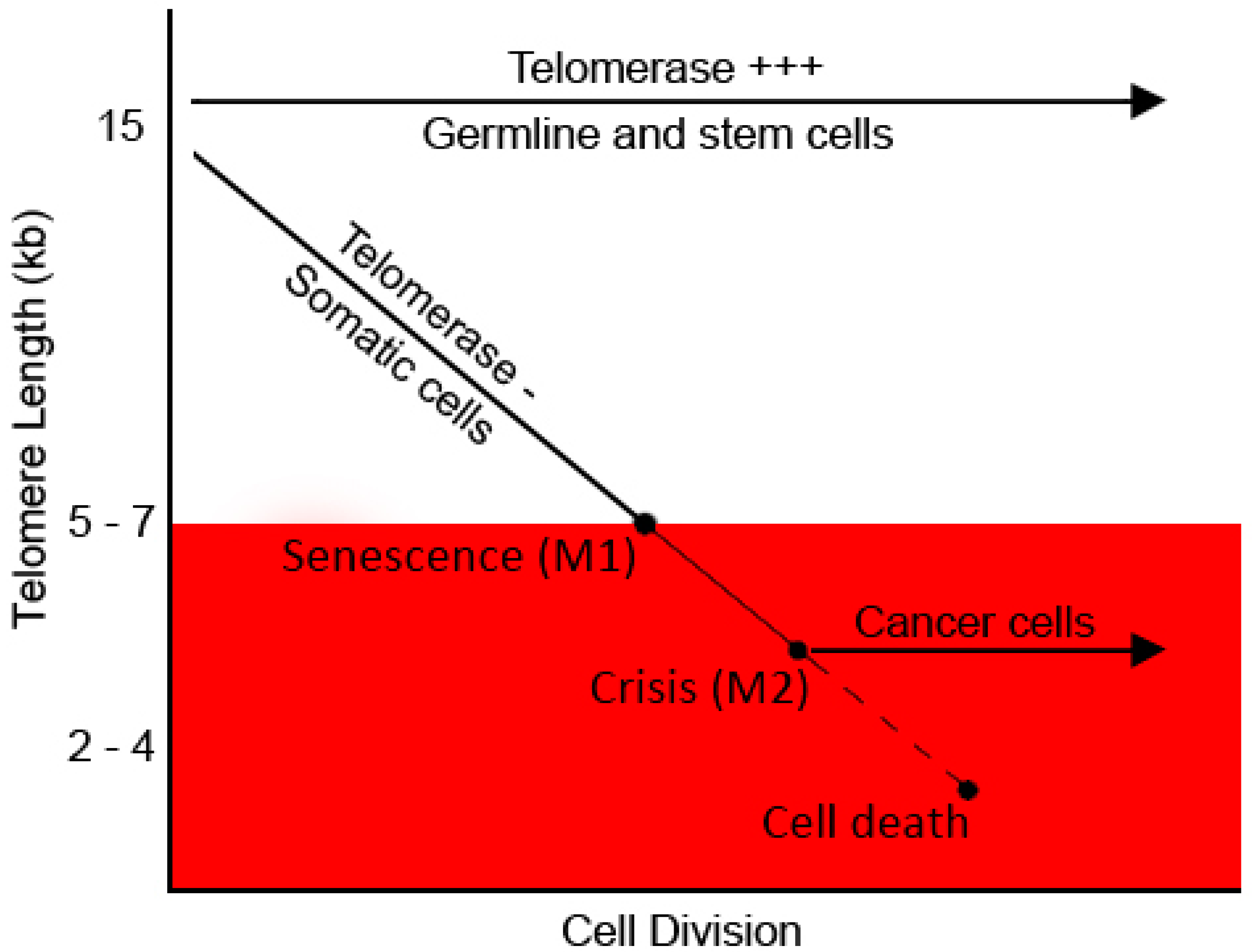 Telomere Biology—Insights into an Intriguing ... Biology Diagrams
