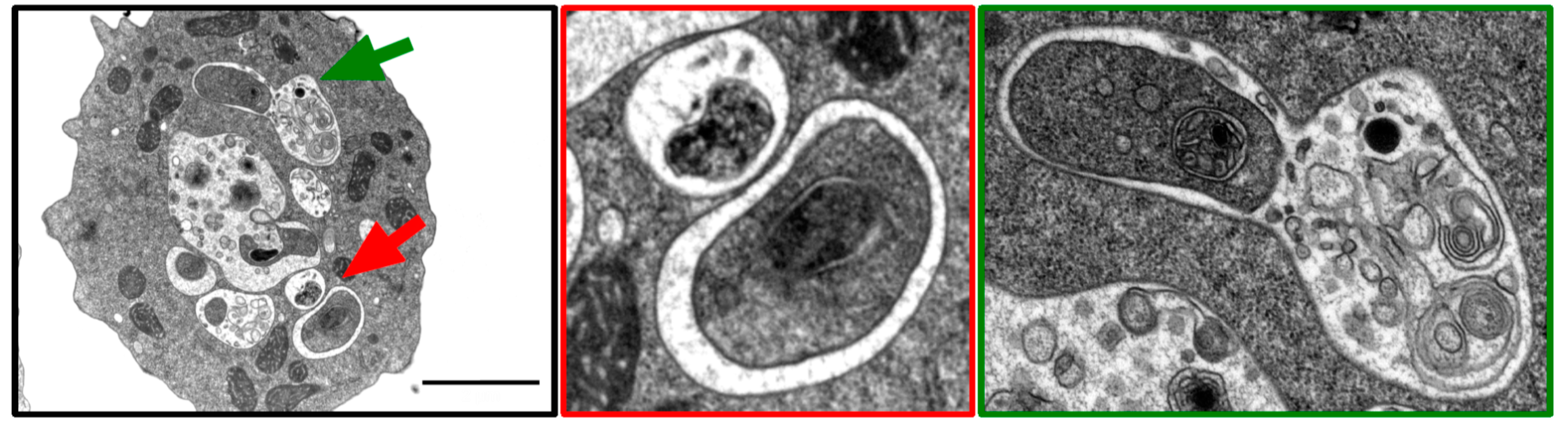 Cells 06 00018 g003 550